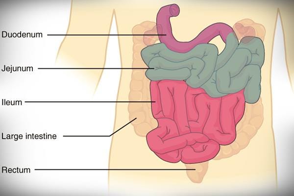 Fungsi usus besar dalam sistem pencernaan