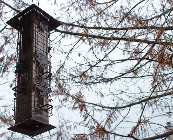 Lessons Learned From The Bird Feeder Age Of Awareness Medium