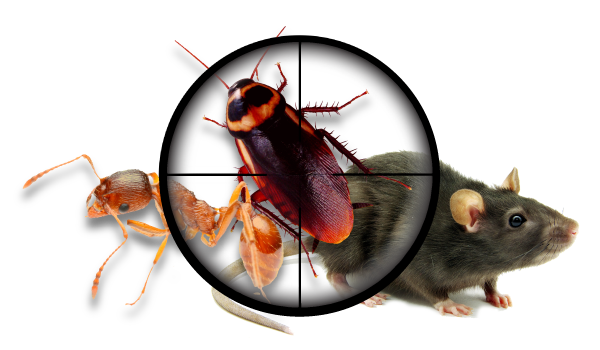 Commercial Pest Control In Portland