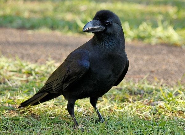 crow camera