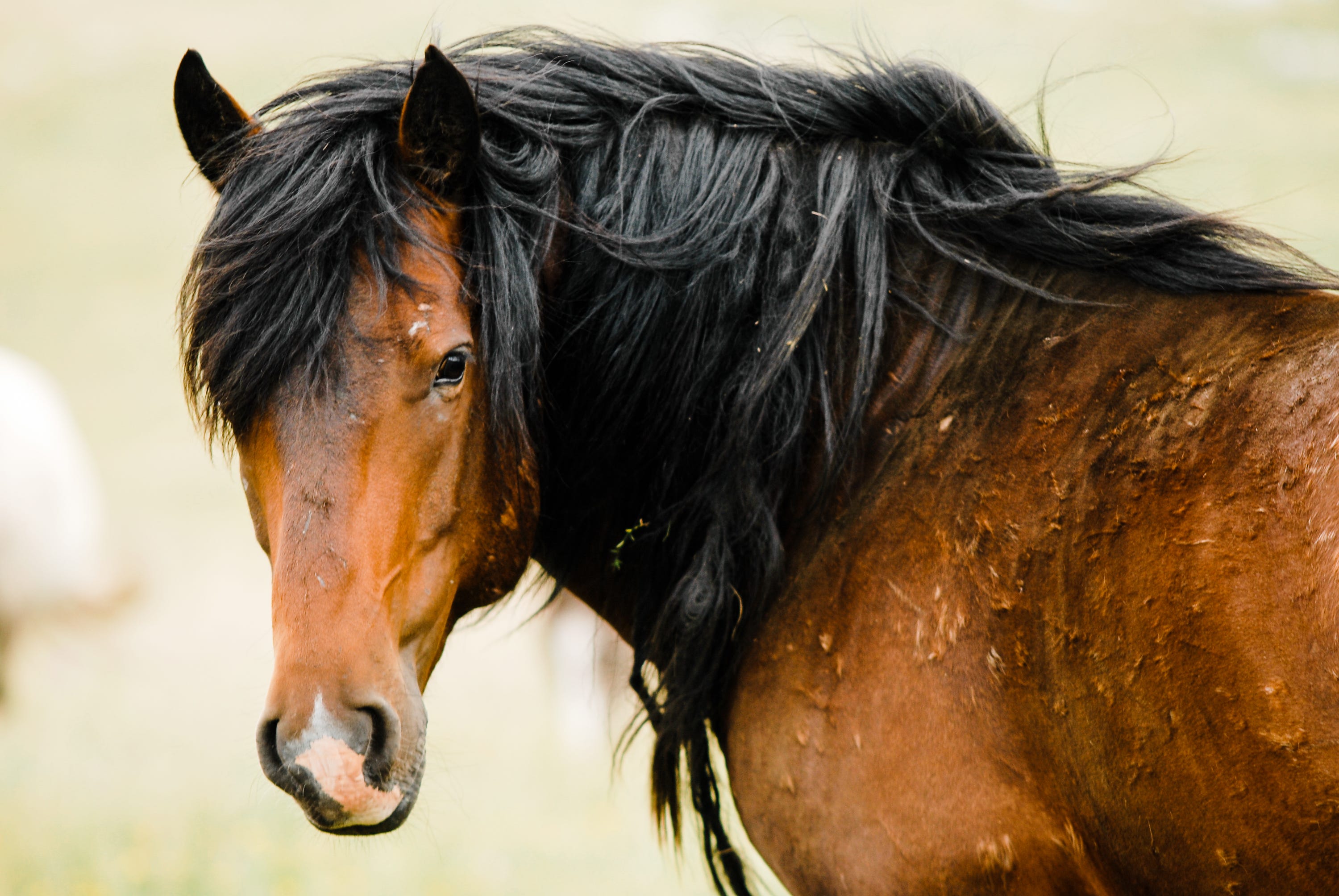 How A Reliable Horse Delivered Personal Growth by Barry Desautels