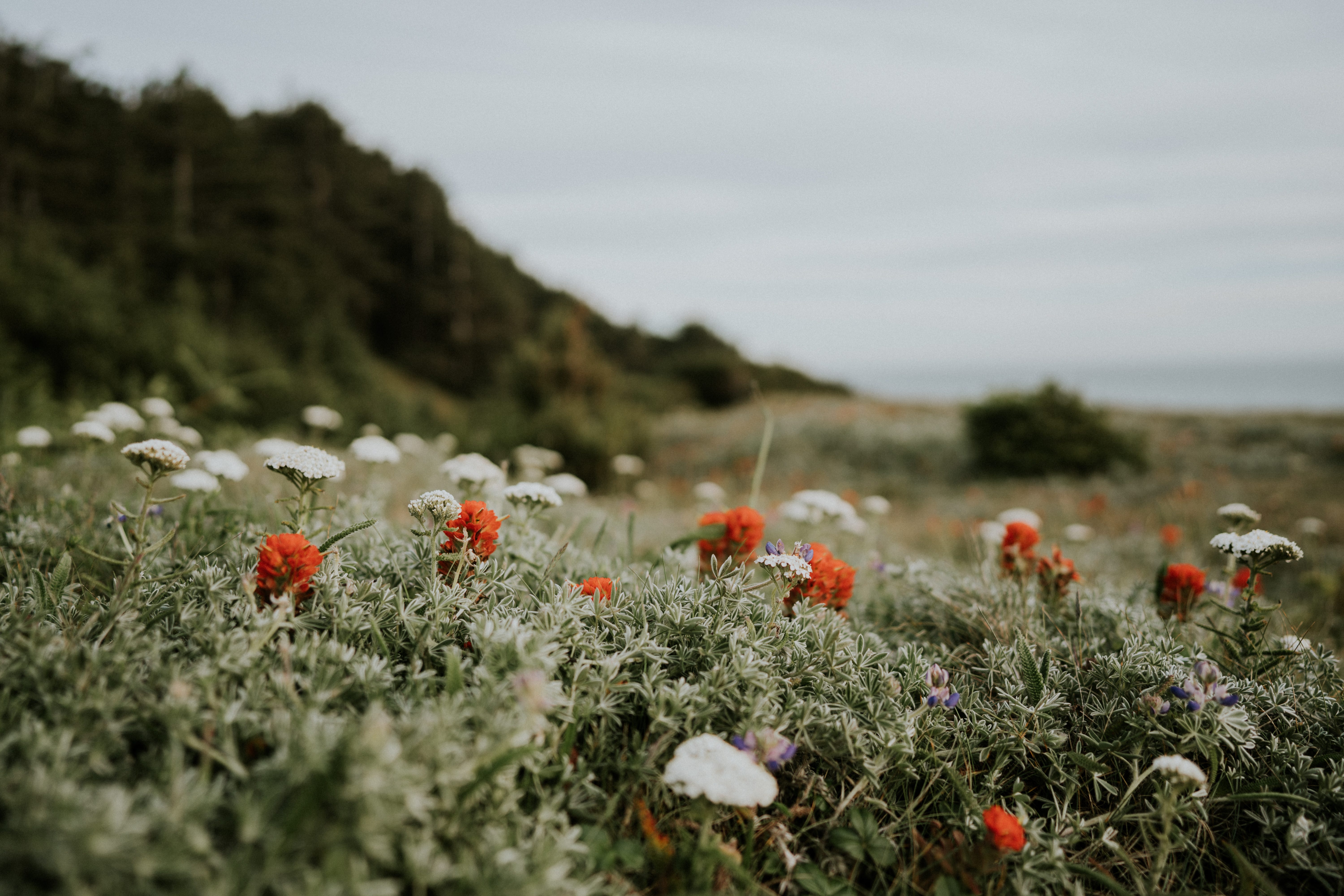 A field with flowers in it.