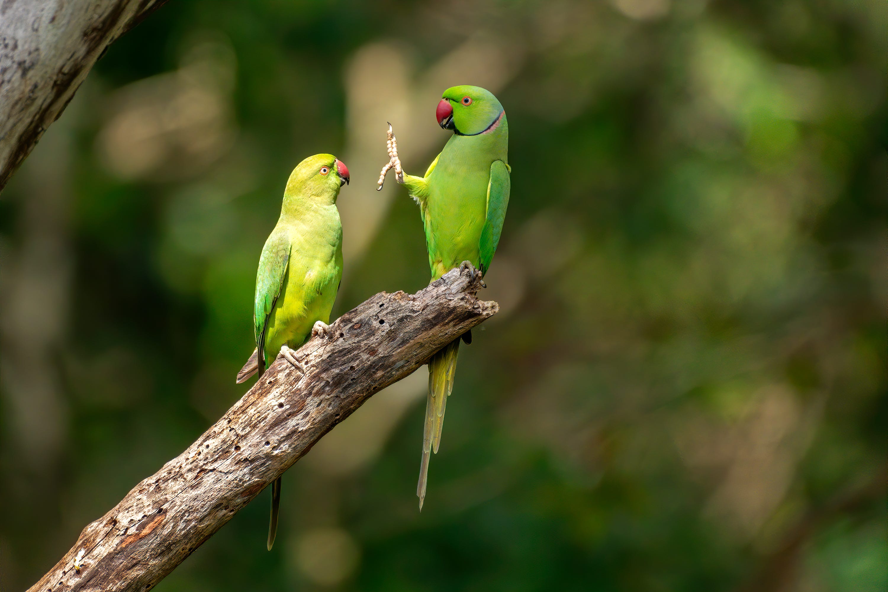 Two green parrots regarding one another on a branch, one has her foot and claw outstretched in the face of the other
