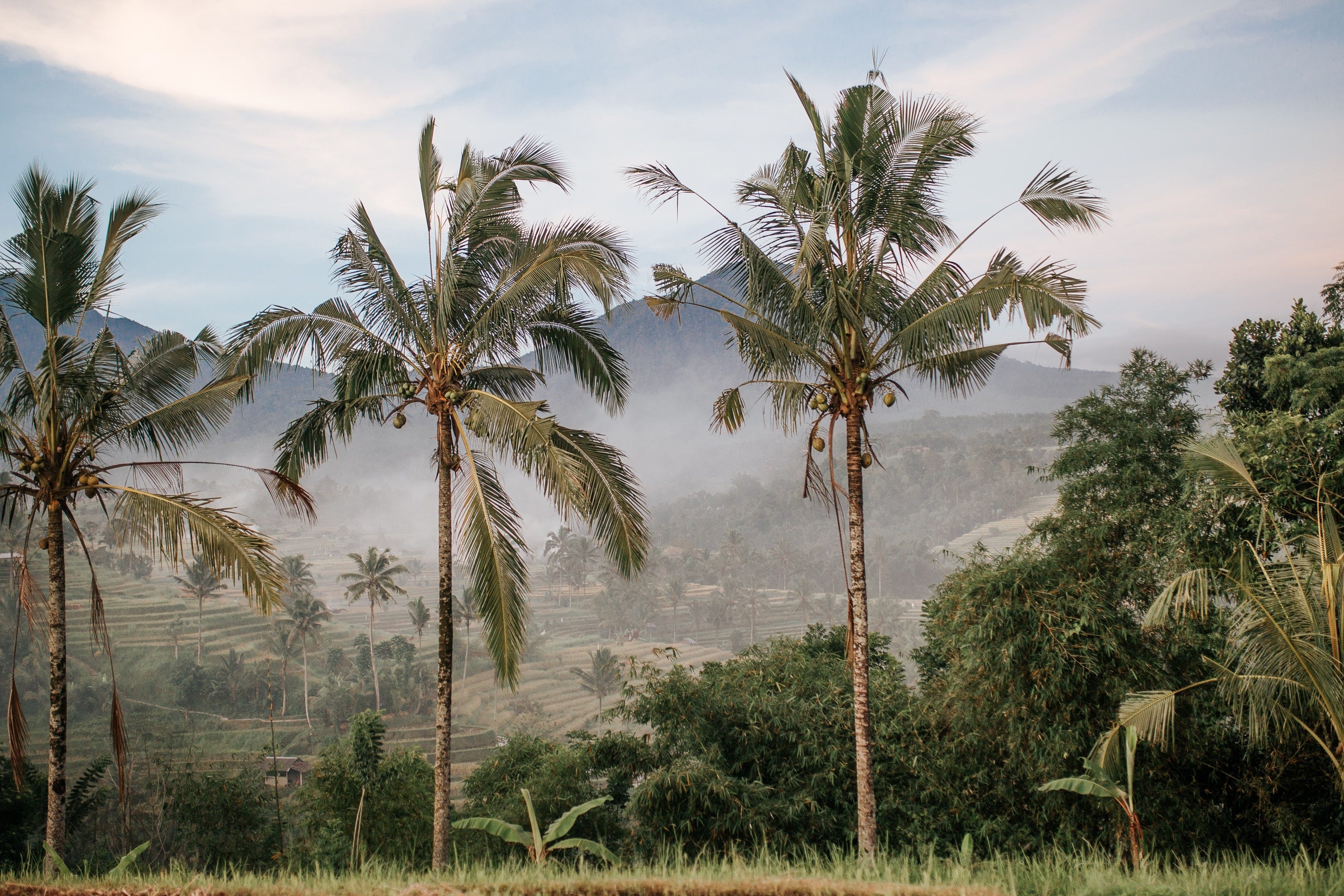 Finding Prosperity In A Coconut Tree By Andrew Yang Medium