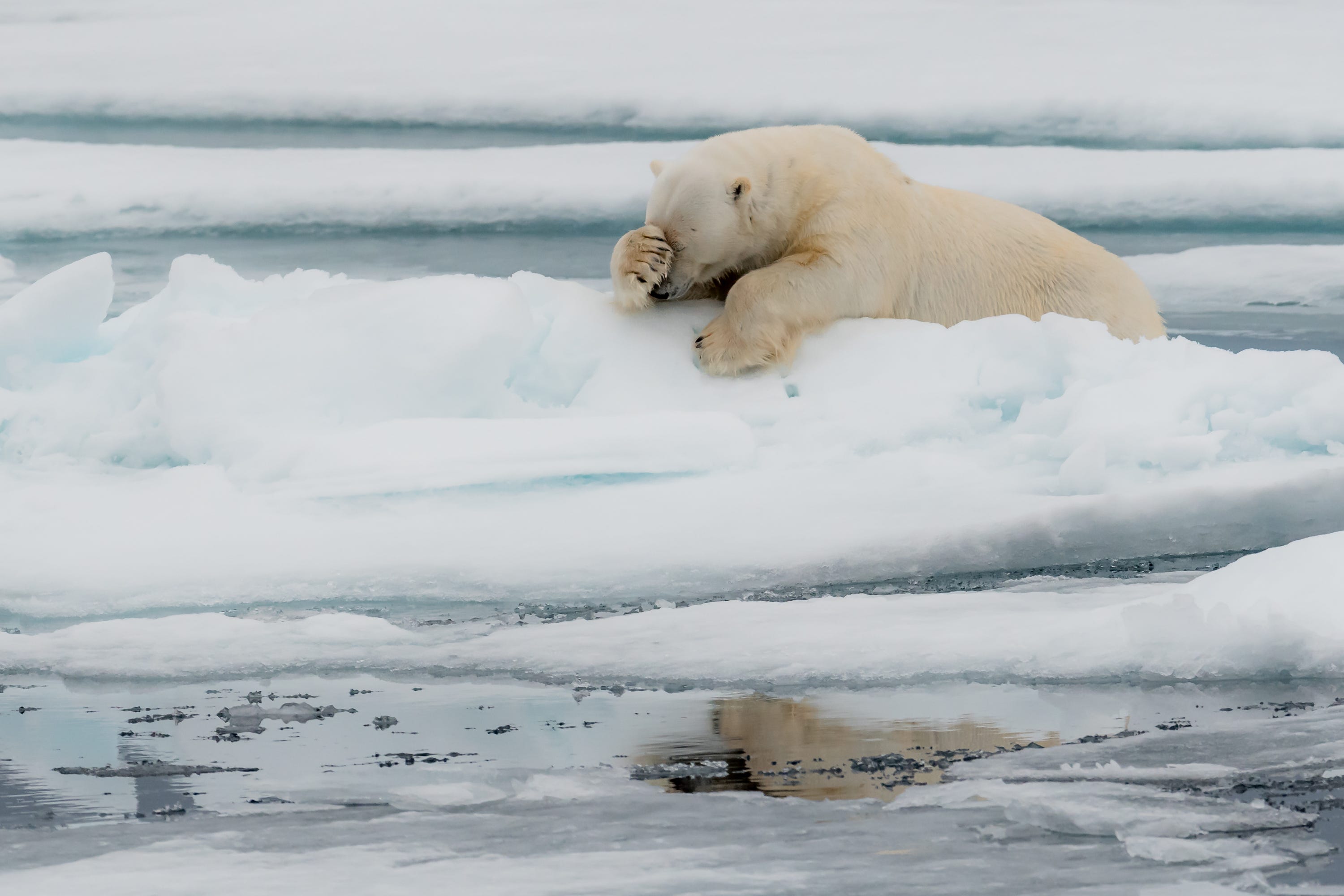 A large white polar bear resting on an ice cap with one paw clasped over her face