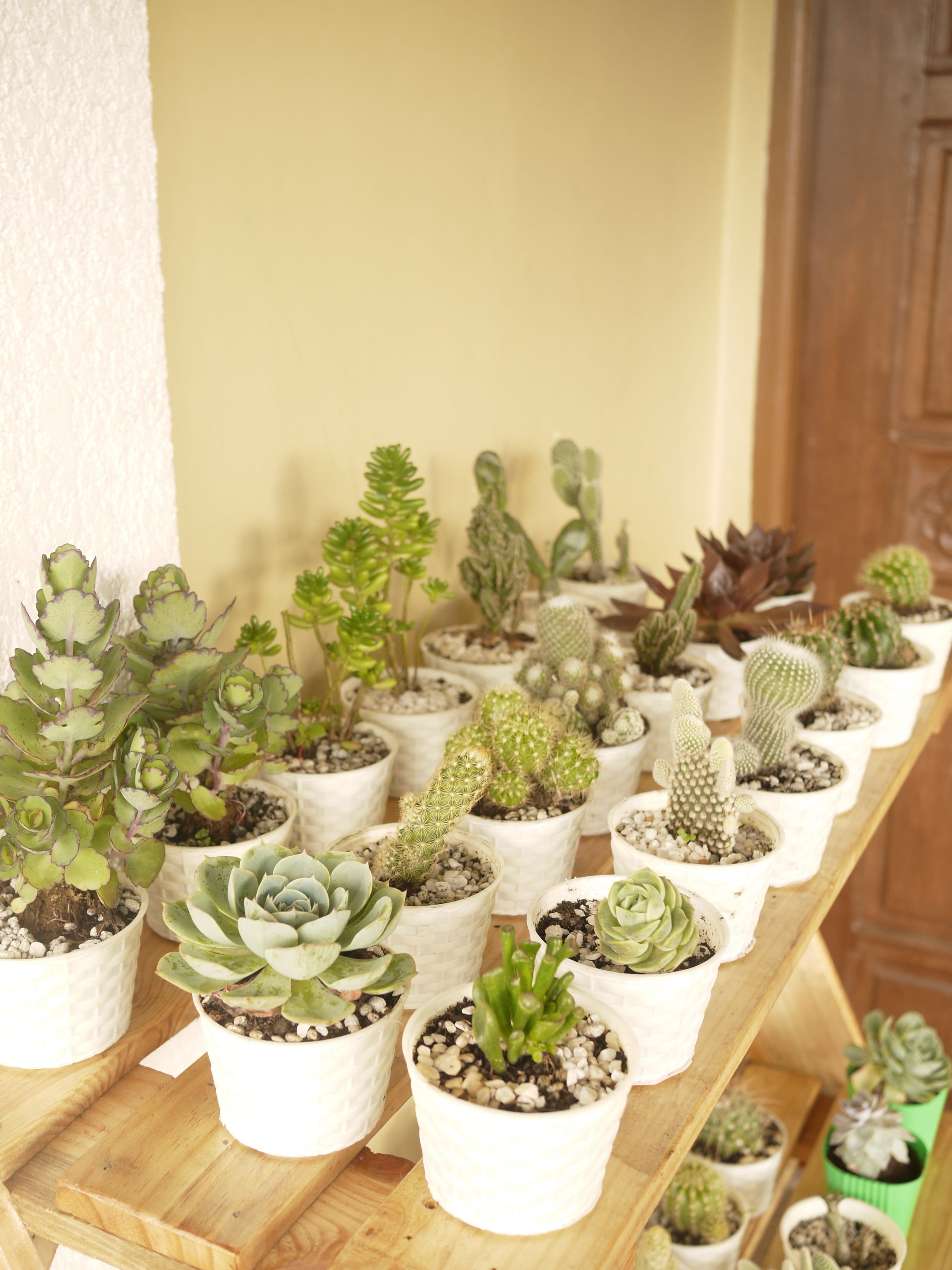 Lockdown Diaries Finding Peace In Plants Tips By Jessie Pacleb Medium