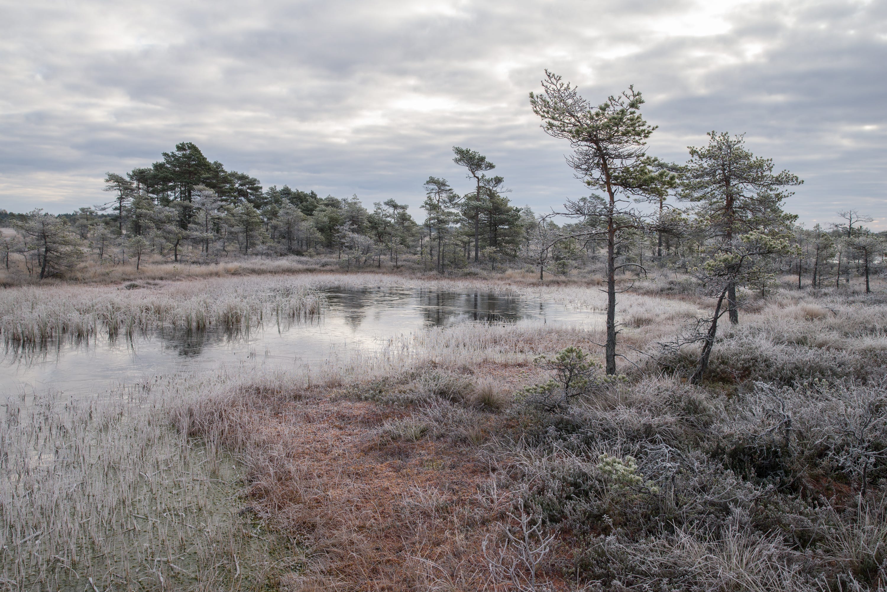 How I fell in love with Estonian nature | by Romet Vaino | Medium