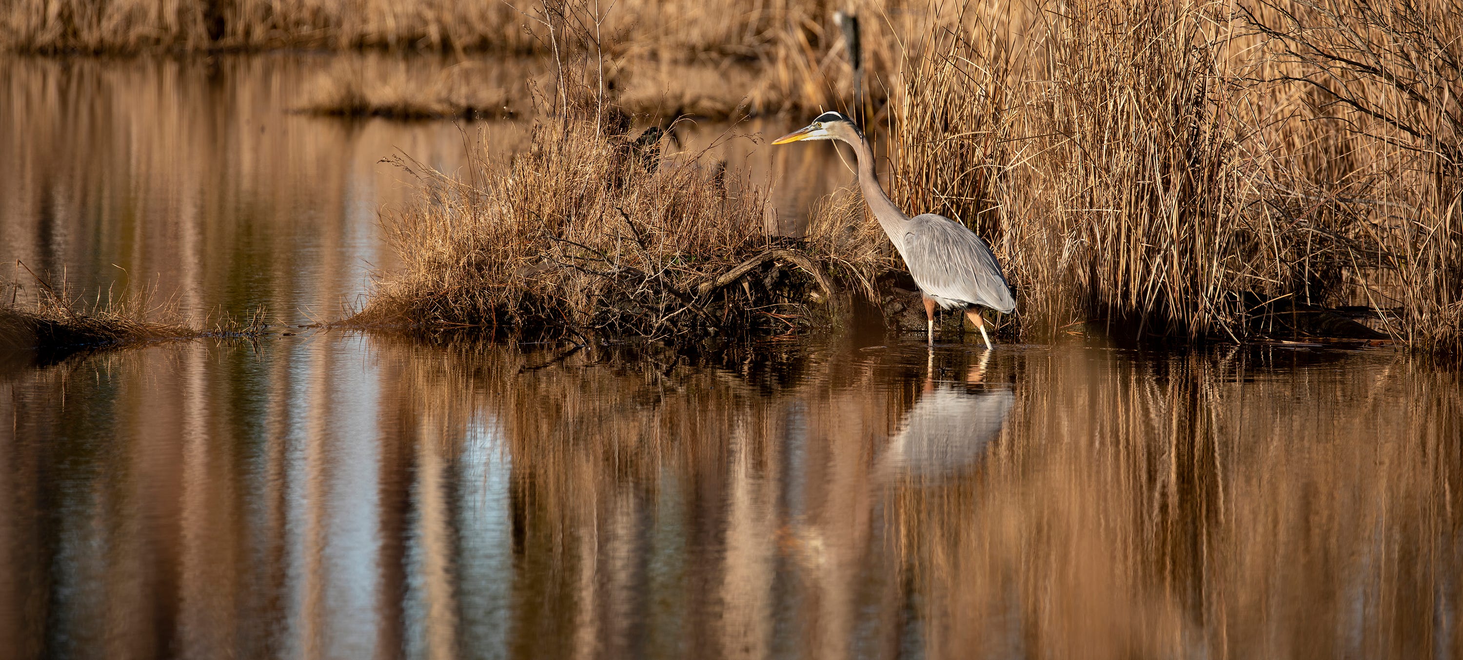 A blue heron wades through a marsh.