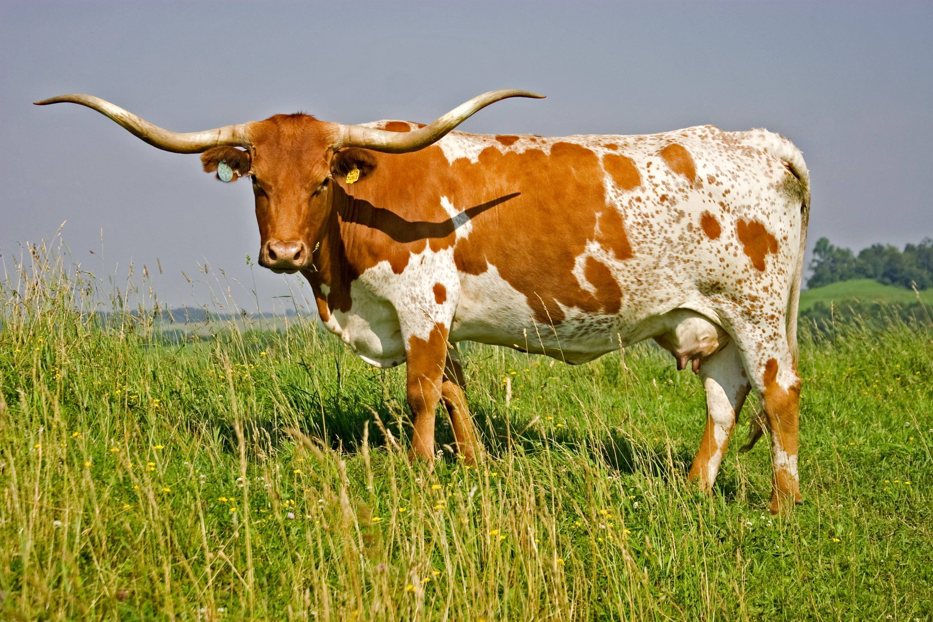The Moment a Myth is Born The Lore of the Texas Longhorn by Caroline