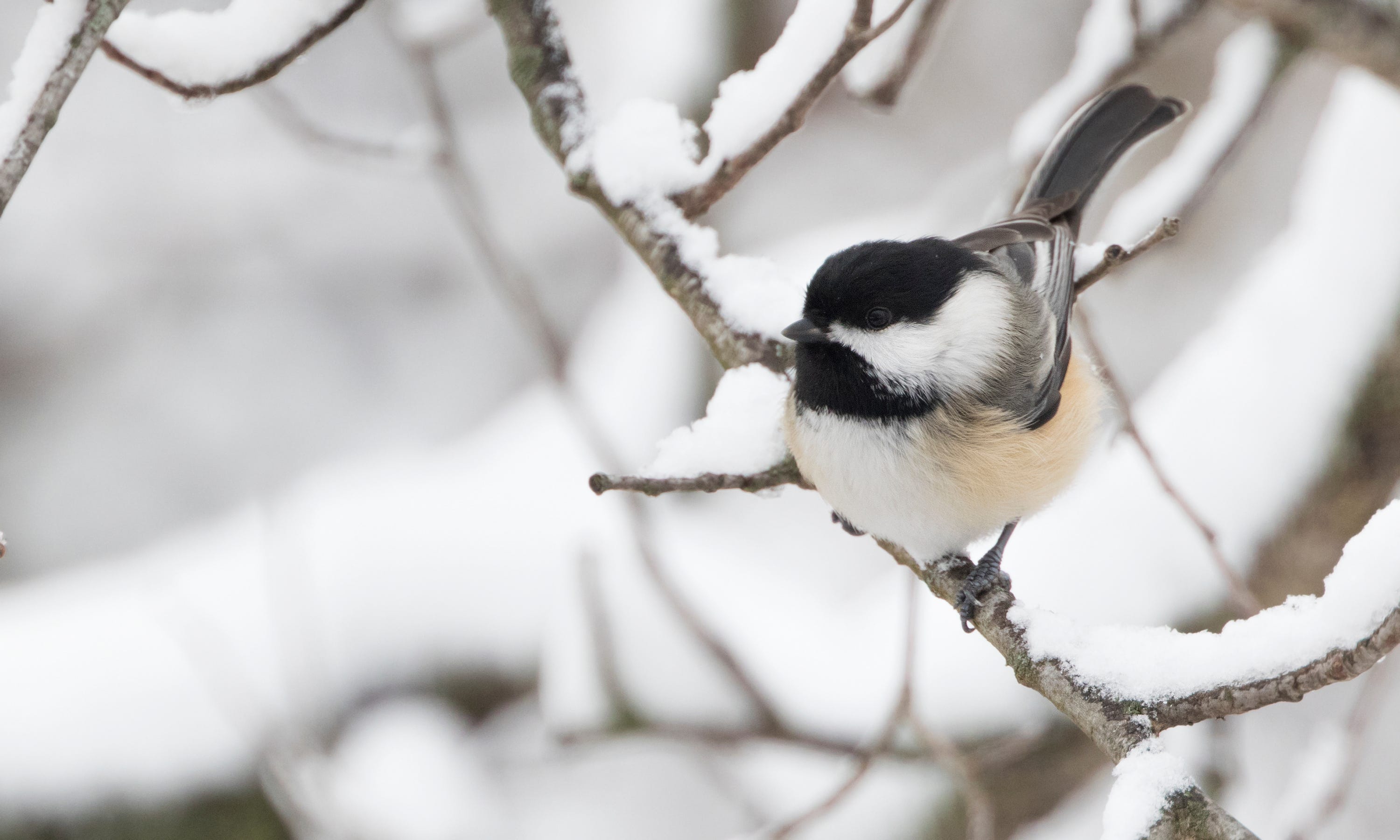 A small black and white bird standing on a tree branch and surrounded by snow.