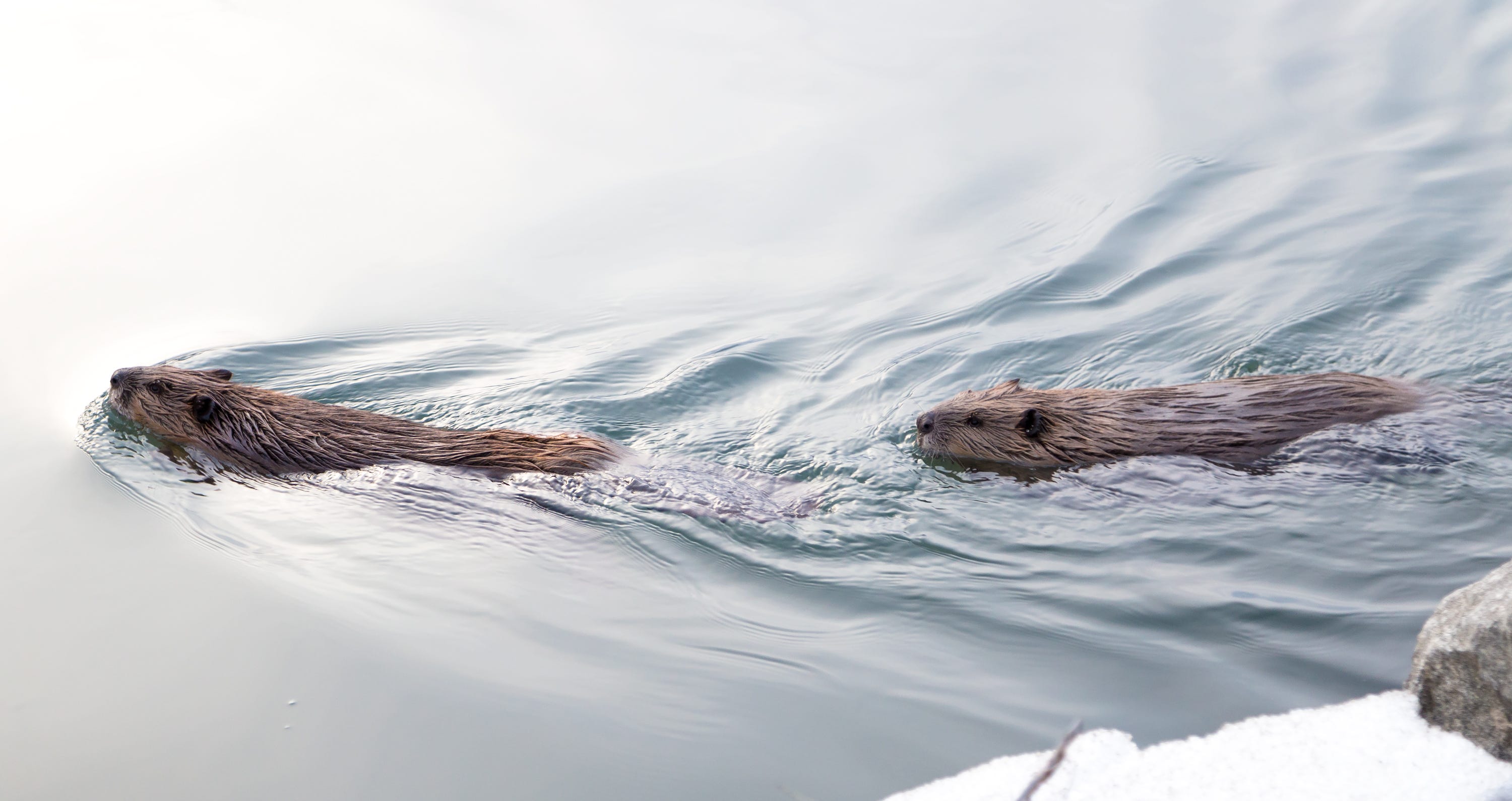 Snowshoeing in Crested Butte. 2 people, 555 miles by Turo Turo