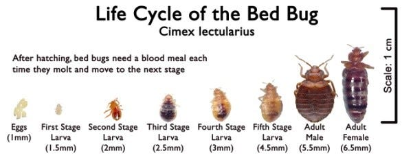Kill Your Bed Bugs Before They Kill You | by Addy Baird | NYU Local