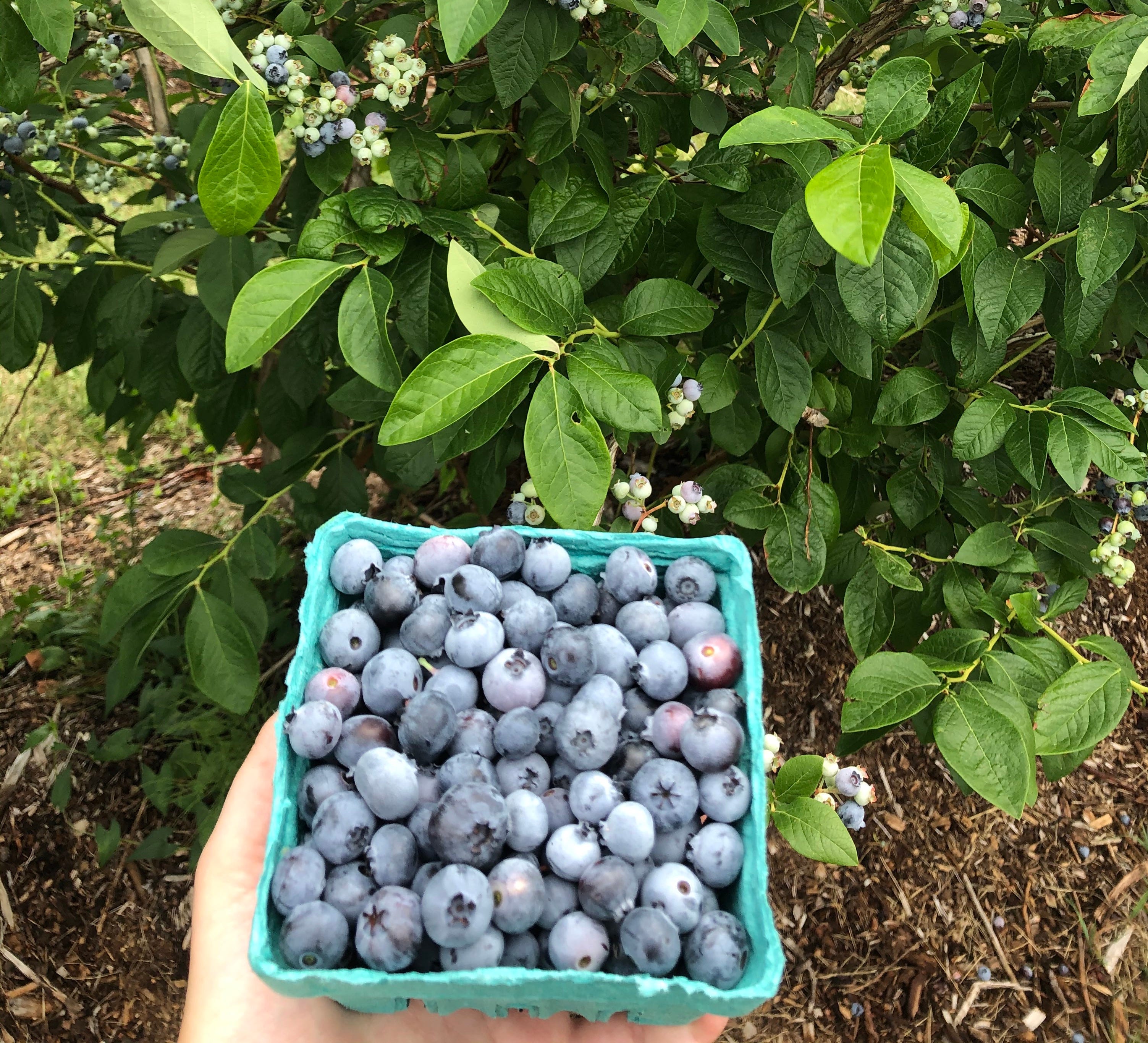 How I Knew He Wasn’t The One. And why you should pick blueberries… | by ...