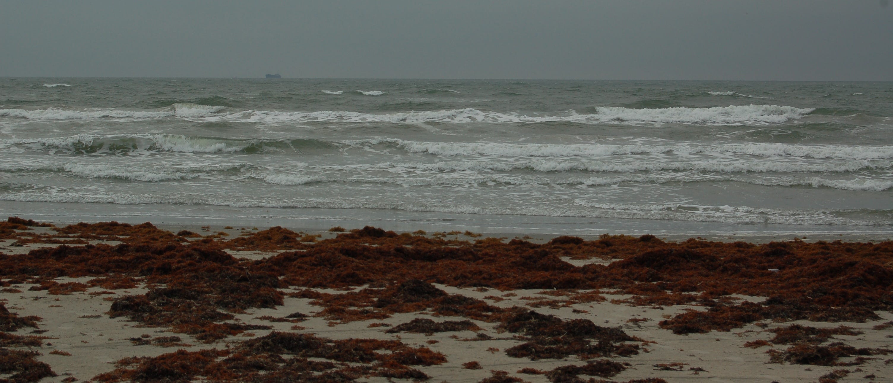 How the Texas General Land Office turns seaweed into sand dunes