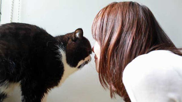 How Cats Absorb Negative Energy And Neutralize It By Thepawz Lab Medium