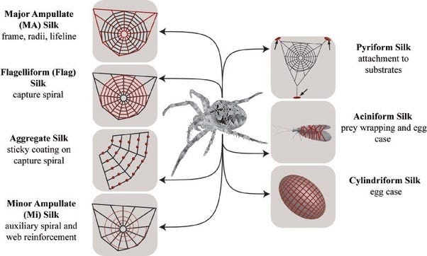 Ever wondered how spiders can stay unstuck in their own webs? Here’s ...