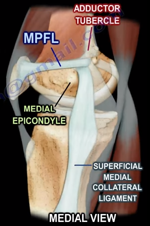 The Medial Patellofemoral Ligament of the Knee | by Nabil Ebraheim | Medium