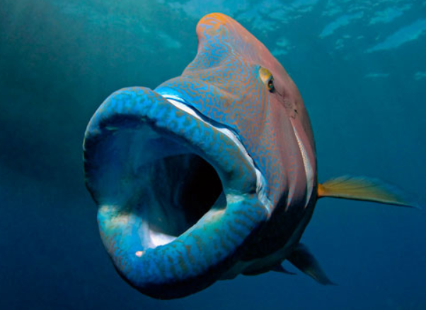 Napoleon Fish the big Mouth Fish with a Humphead. by