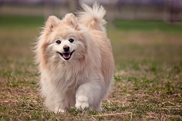vitamins for pomeranian