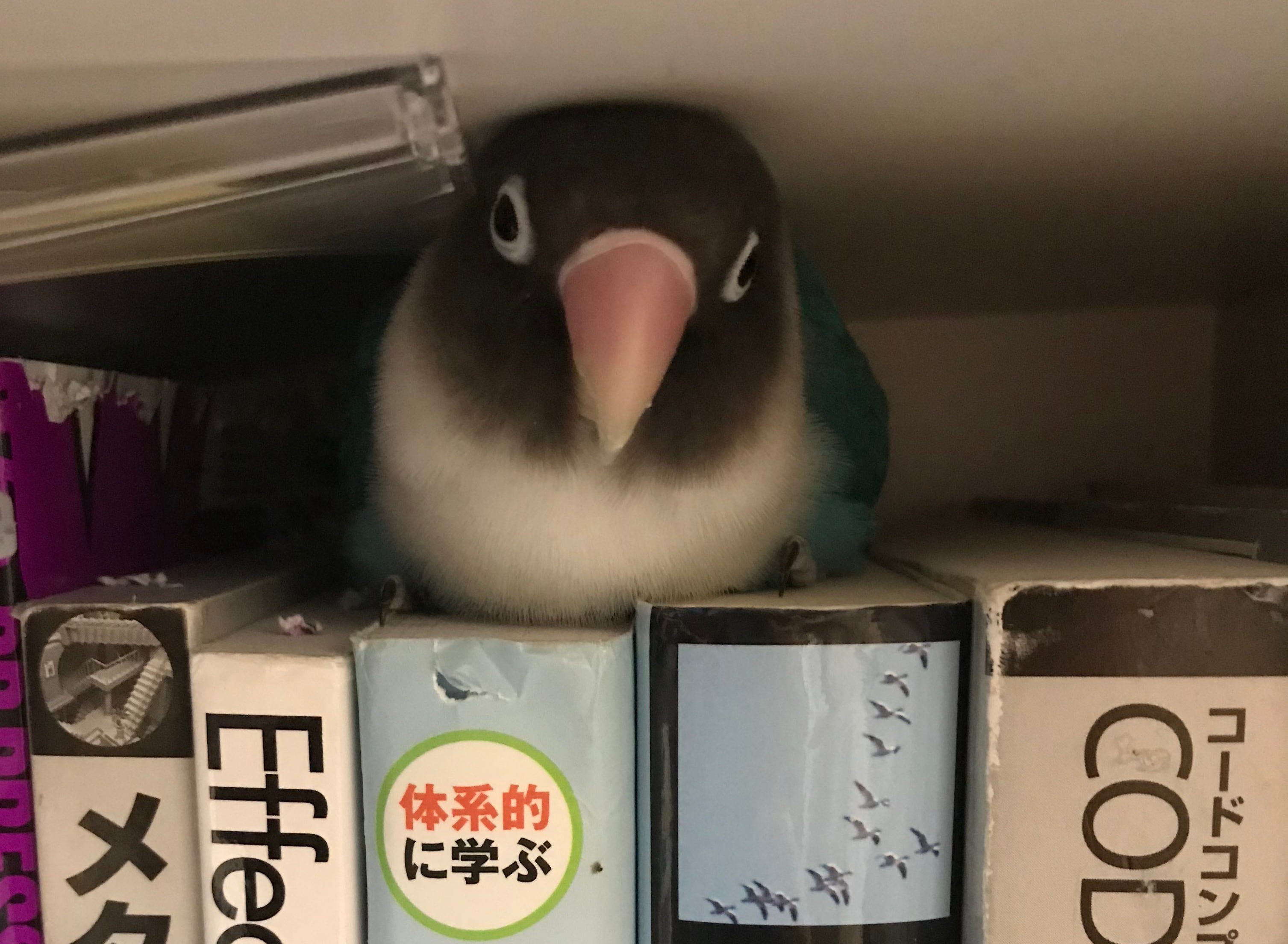 プライベートでコードを毎日書き続けて２年以上が過ぎた By Timakin Medium