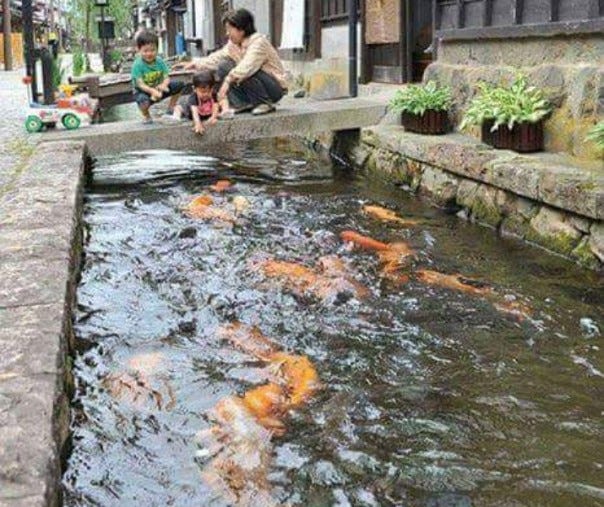 Memilih Ikan Koi Yang Akan Dipelihara Di Kolam Sempit By Rizka Hernanda Medium