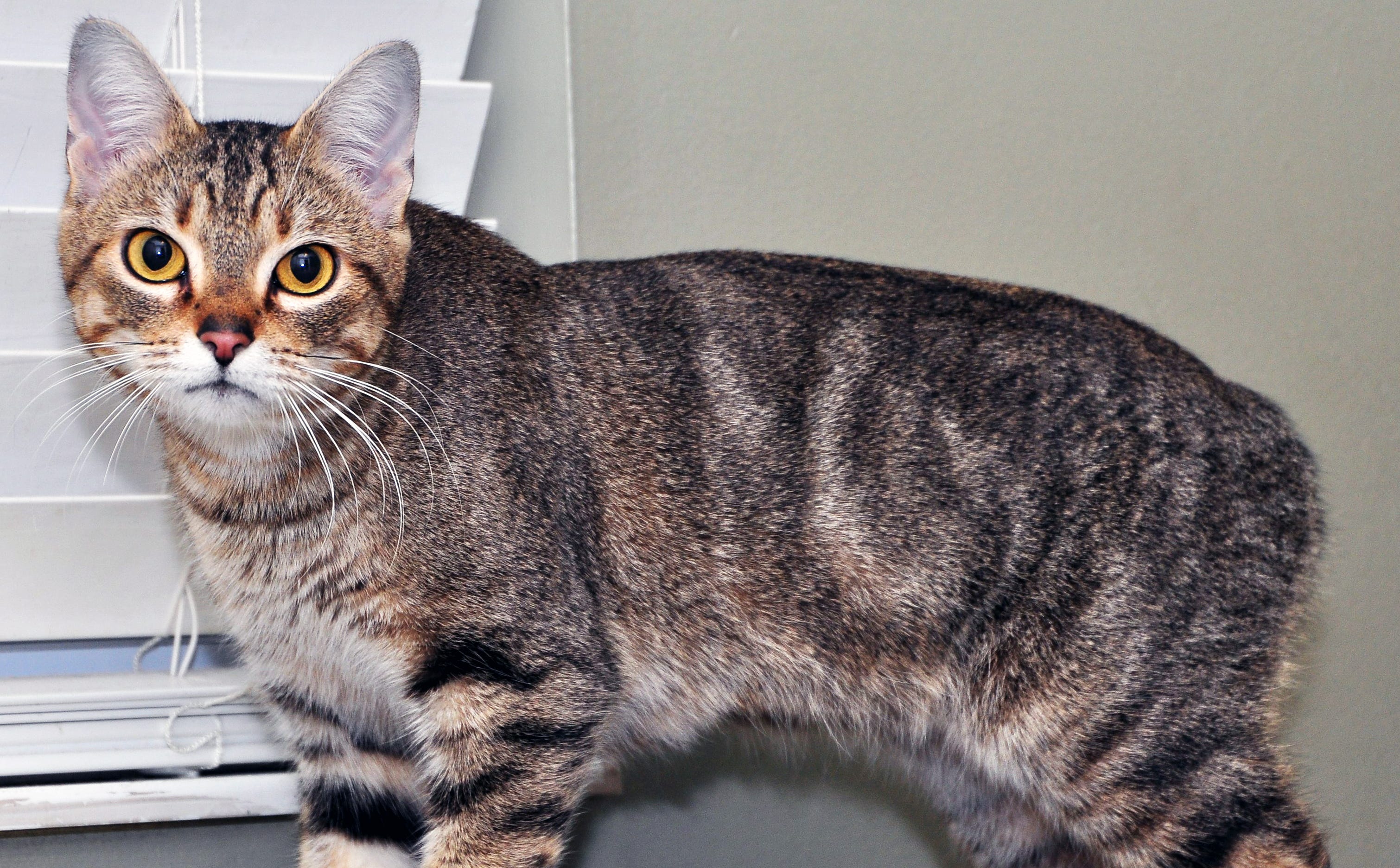 gray manx