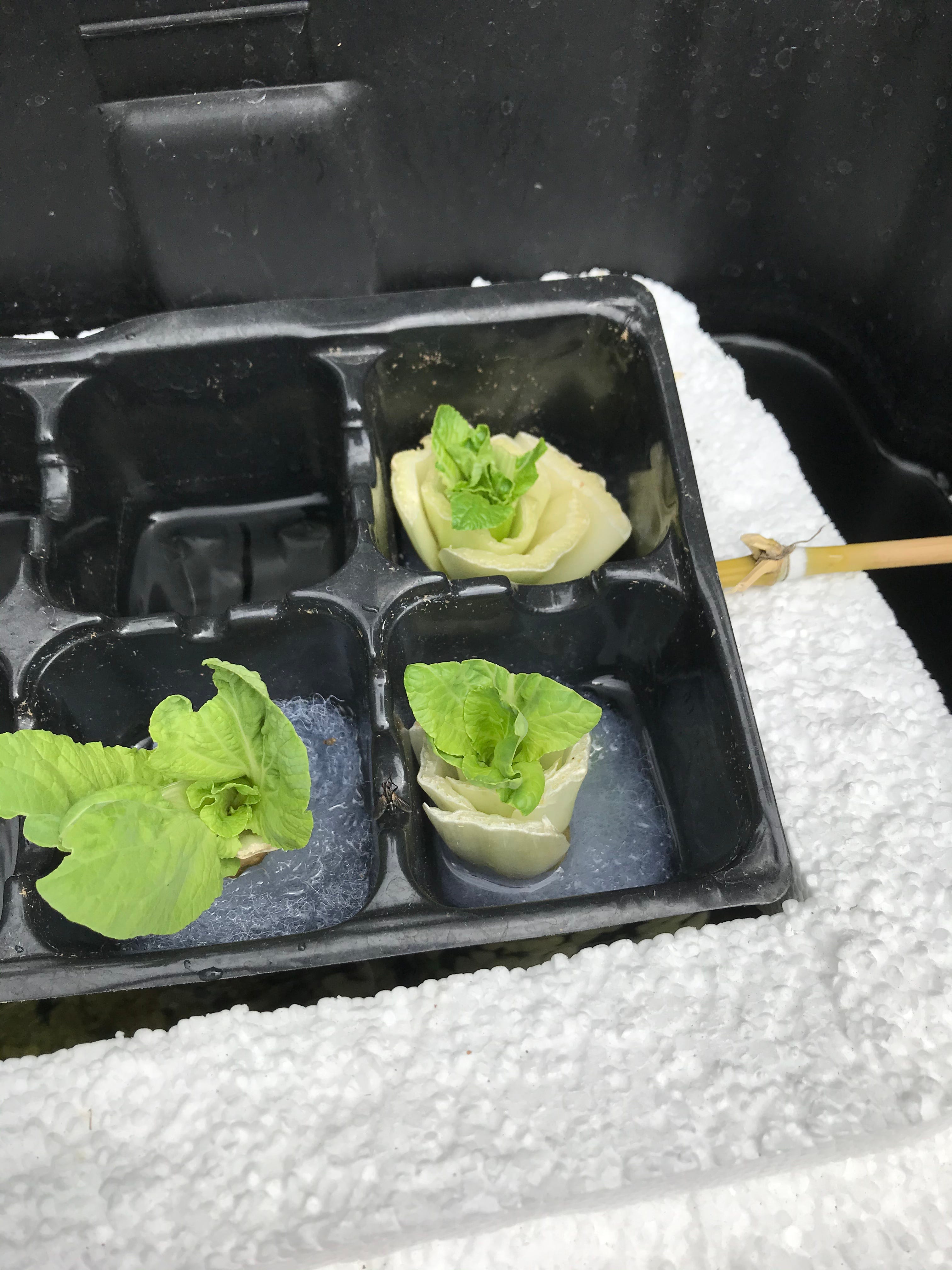 cheap way to try aquaponics or just growing your kitchen