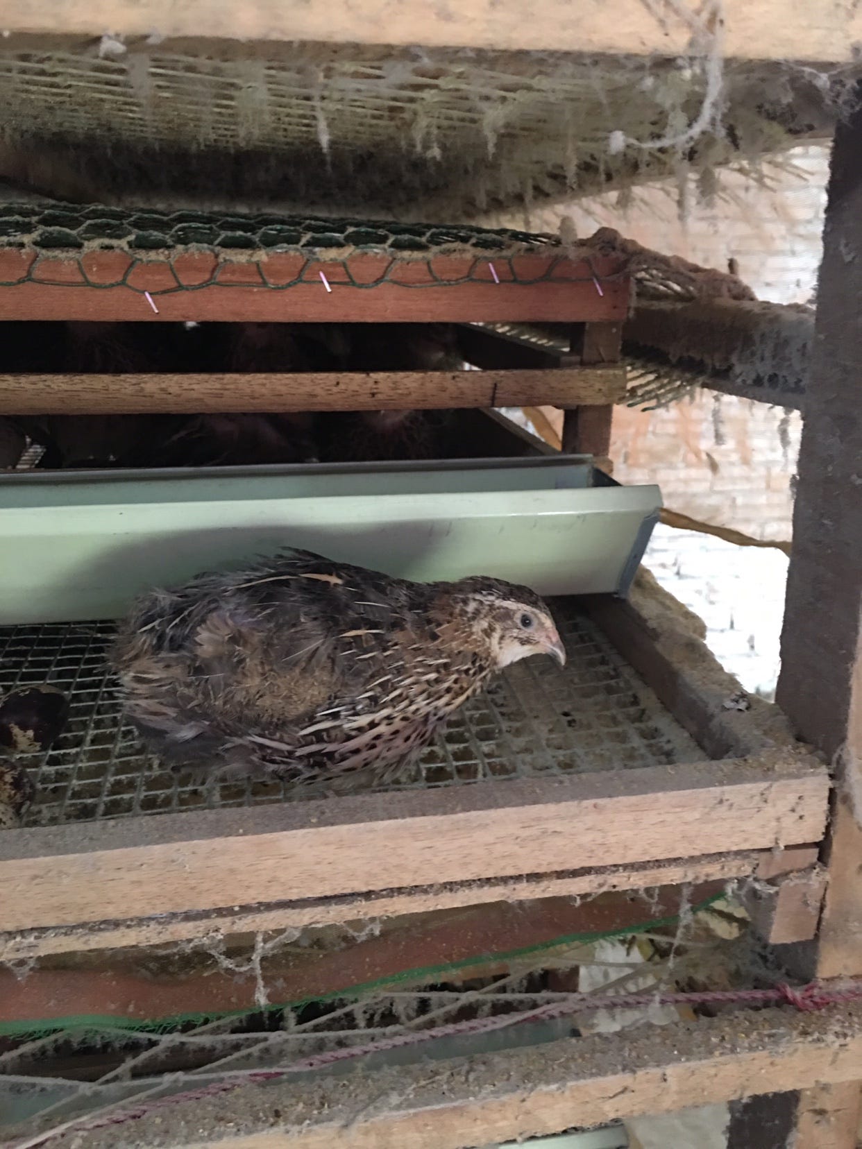 A Quail Farm in Vietnam. Yesterday, I went to visit my cousin… by