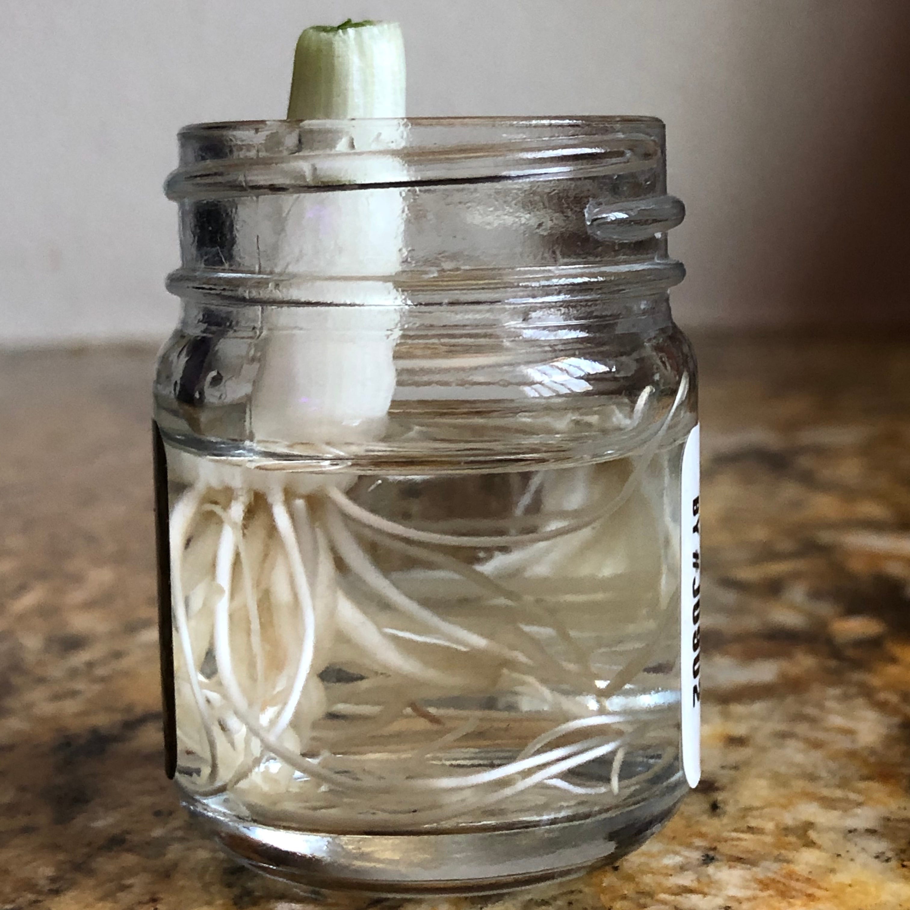 Regrow Green Onions. Do your green onions go bad quickly? Do… by
