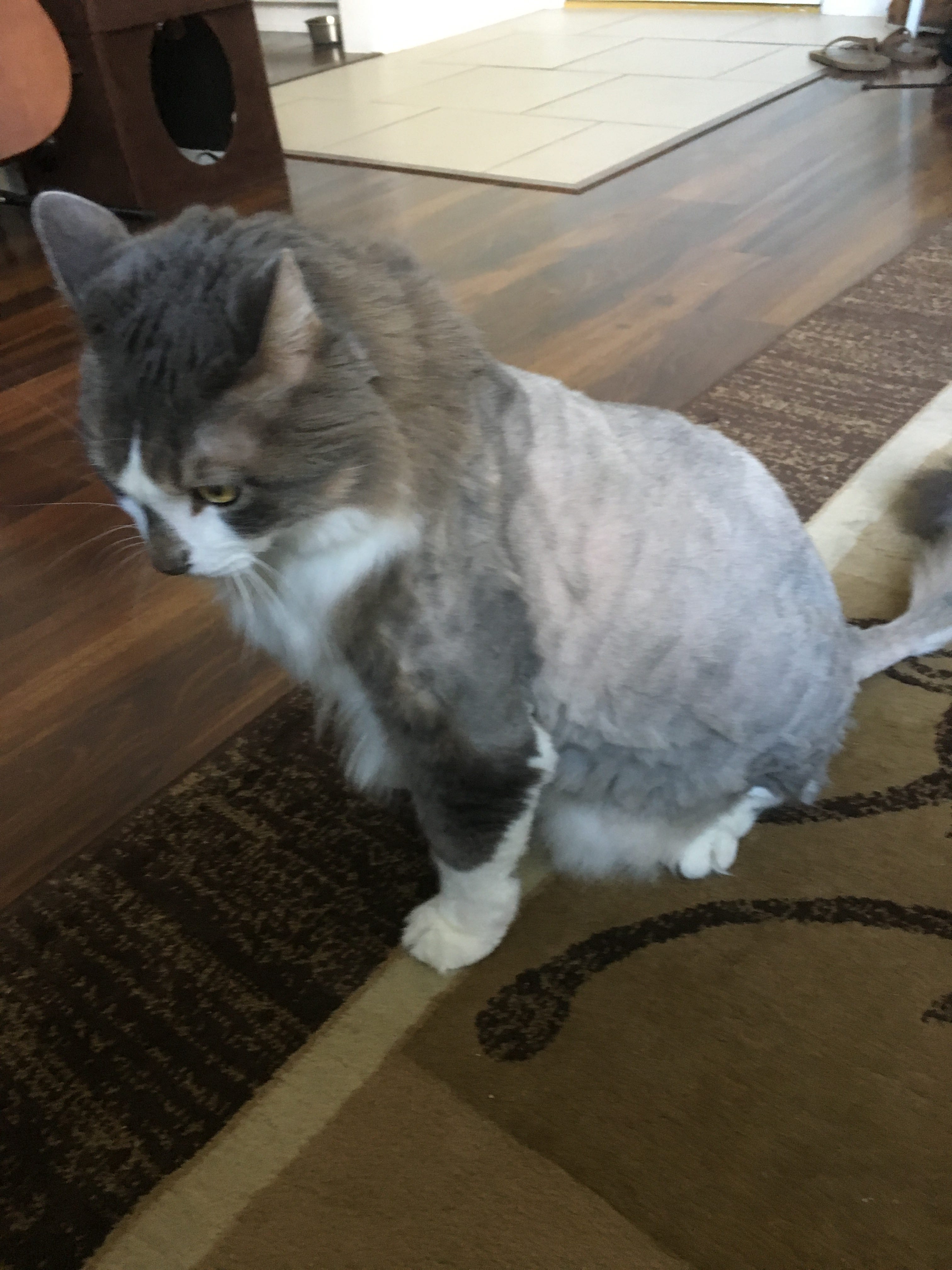 I shaved my cat so now he's mad at me 