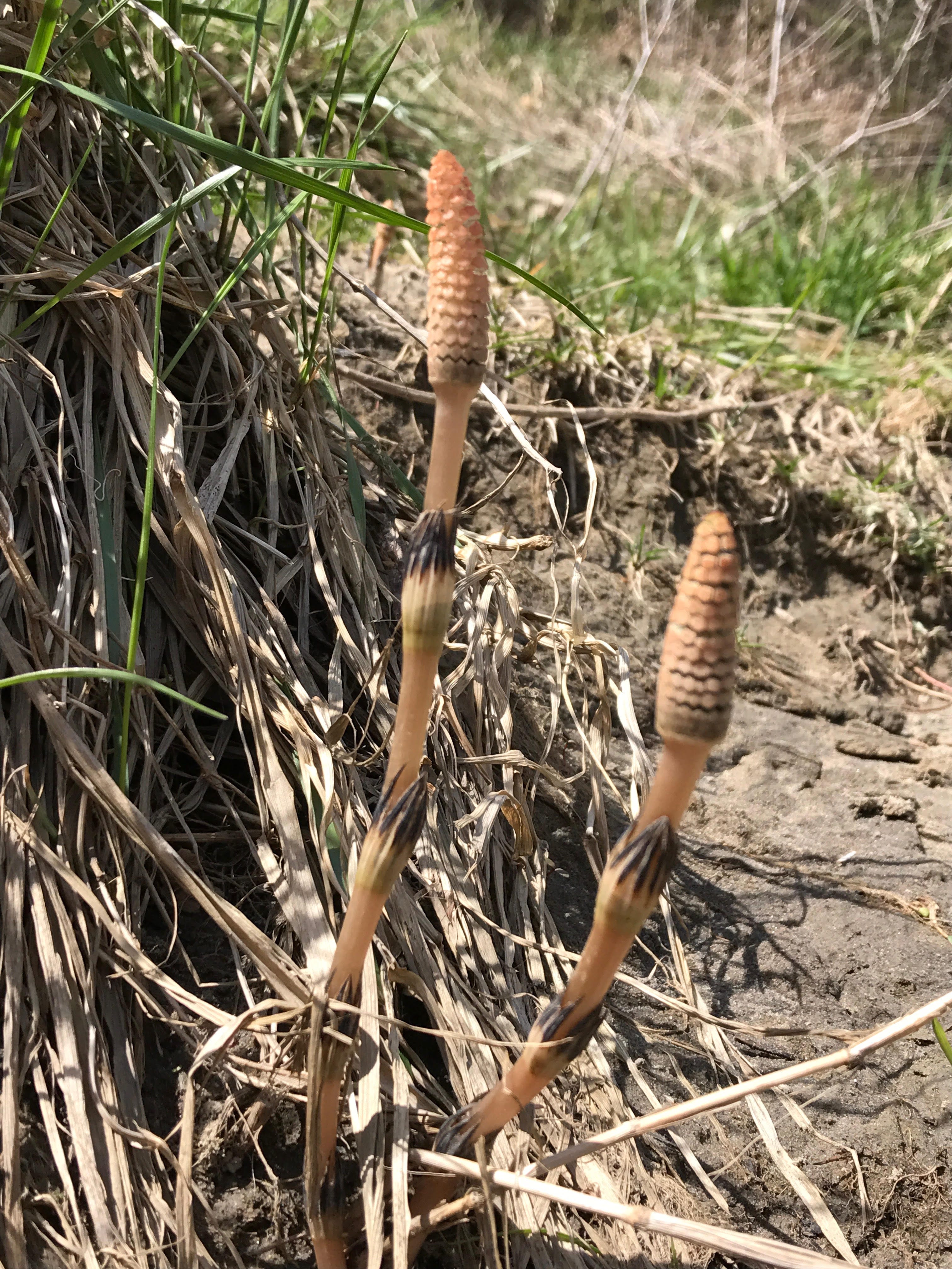 Horsetail — the wild edible. The medicinal plant that dates back… by