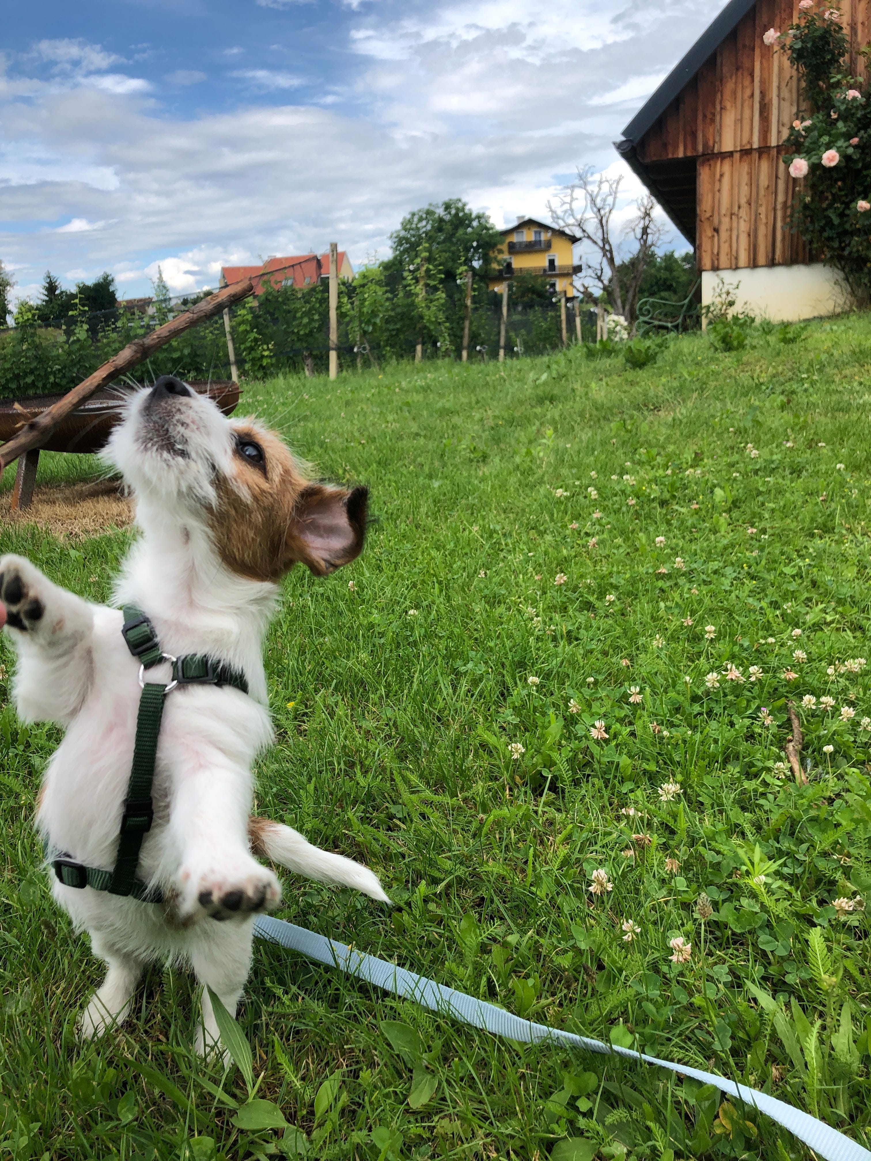 Adventuretime Ausflug Mit Hund Heute War Maxis Grosser Tag Nach By Maxi The Jacky Medium