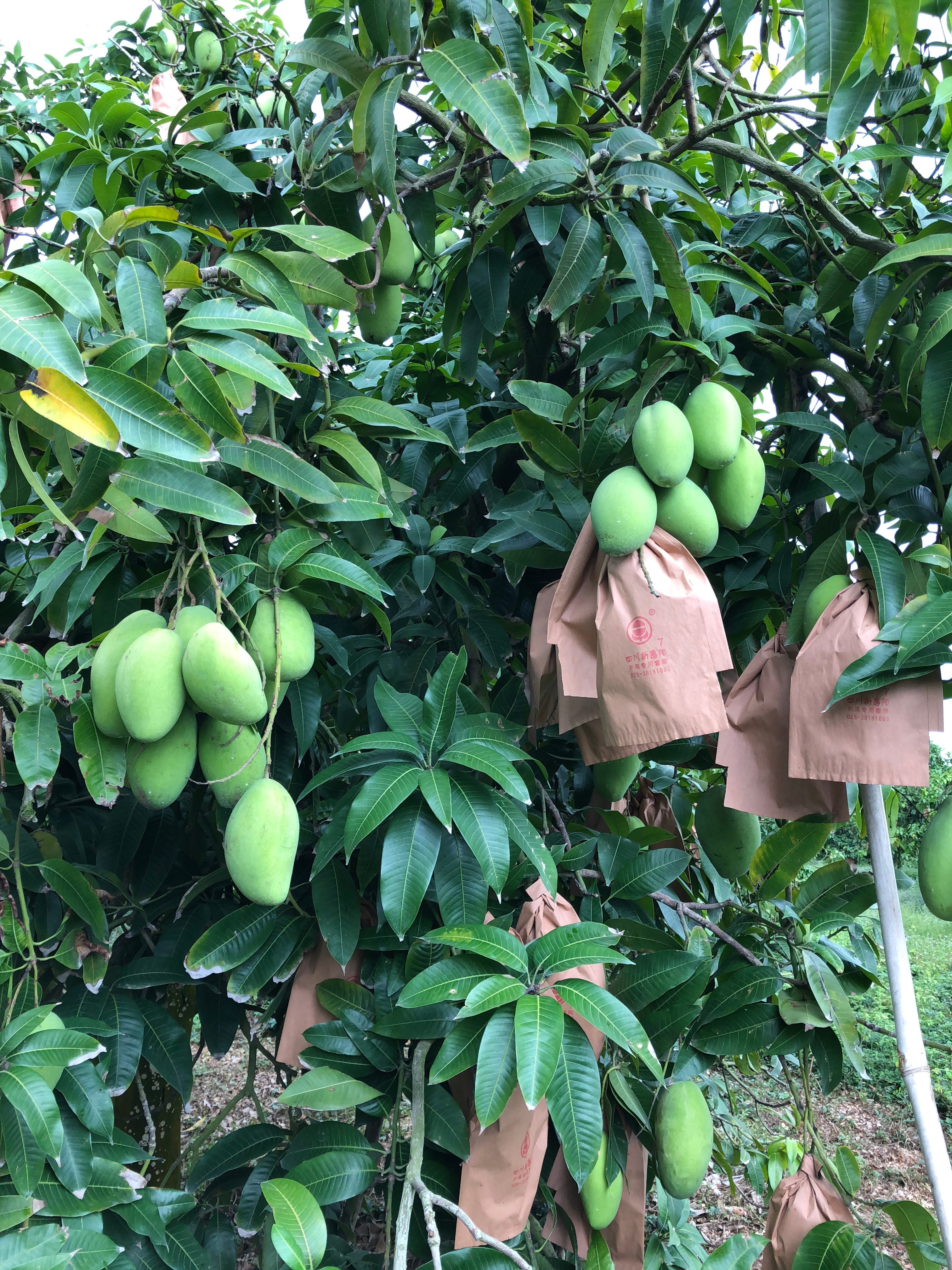 THE NEW MANGO CROP Bananacoin _Eng Medium