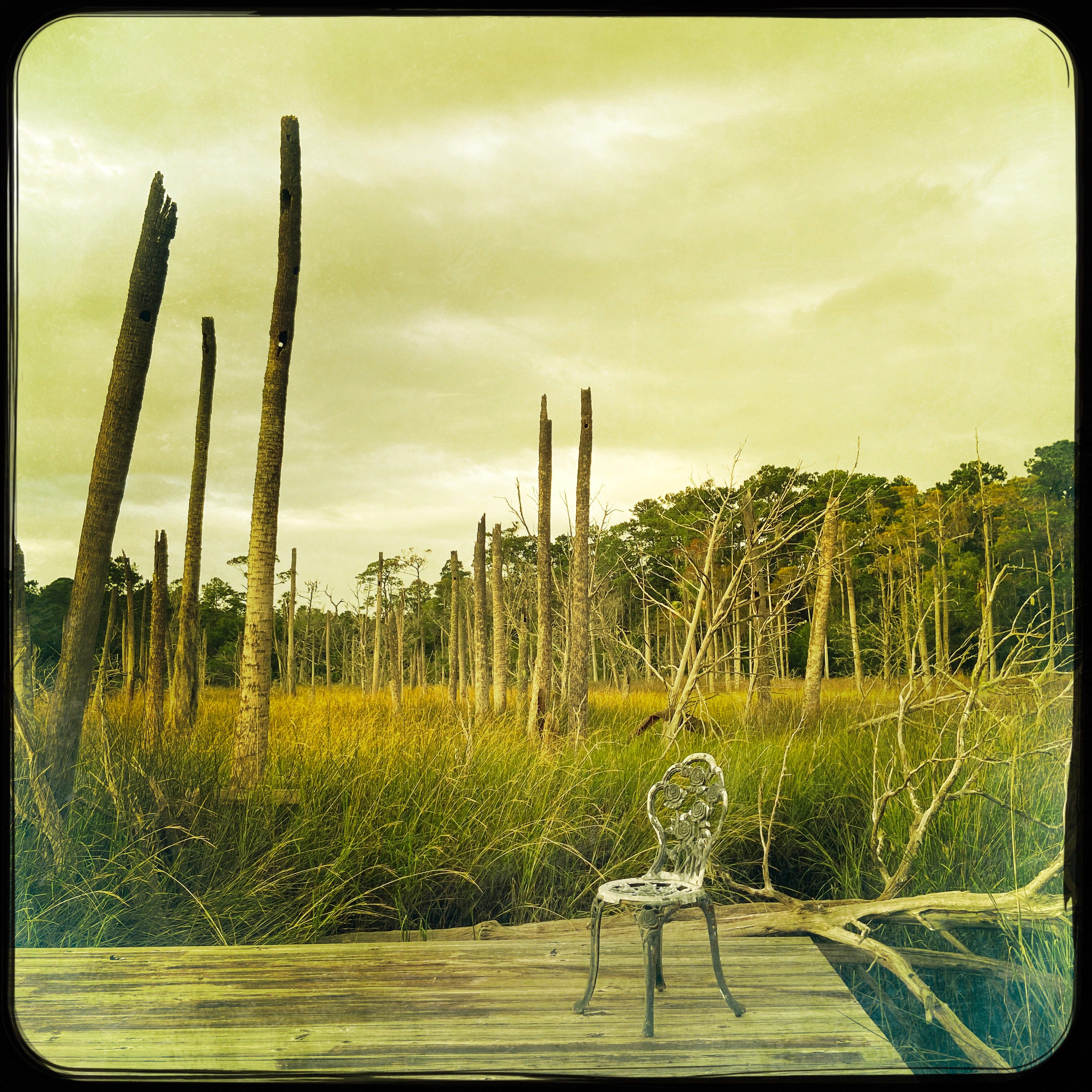 Ghost Forest in JAX, Fl — photo by James Hunter