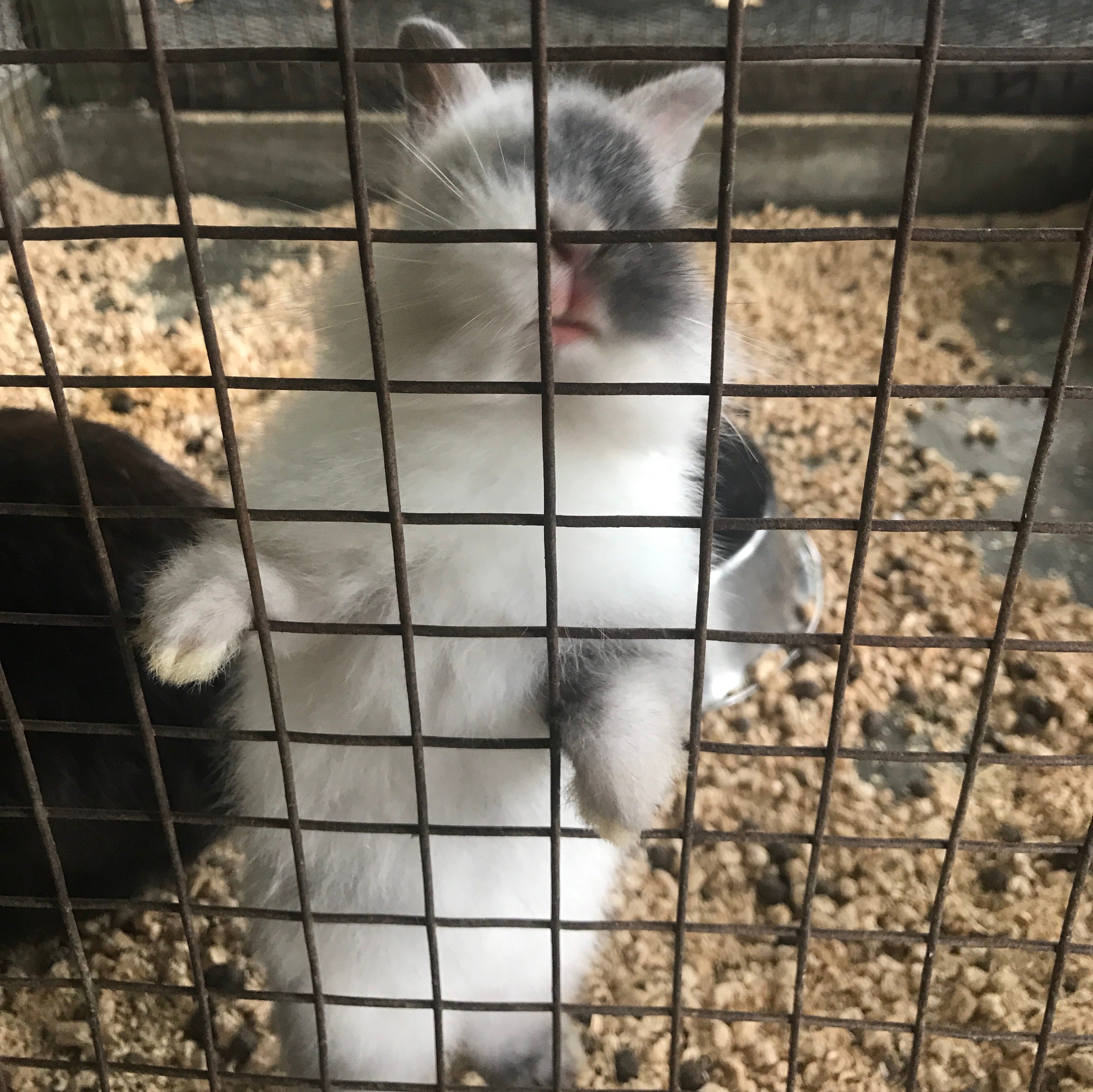 Family Day at The Animal Resort. Part 3 of the guide to animals in the