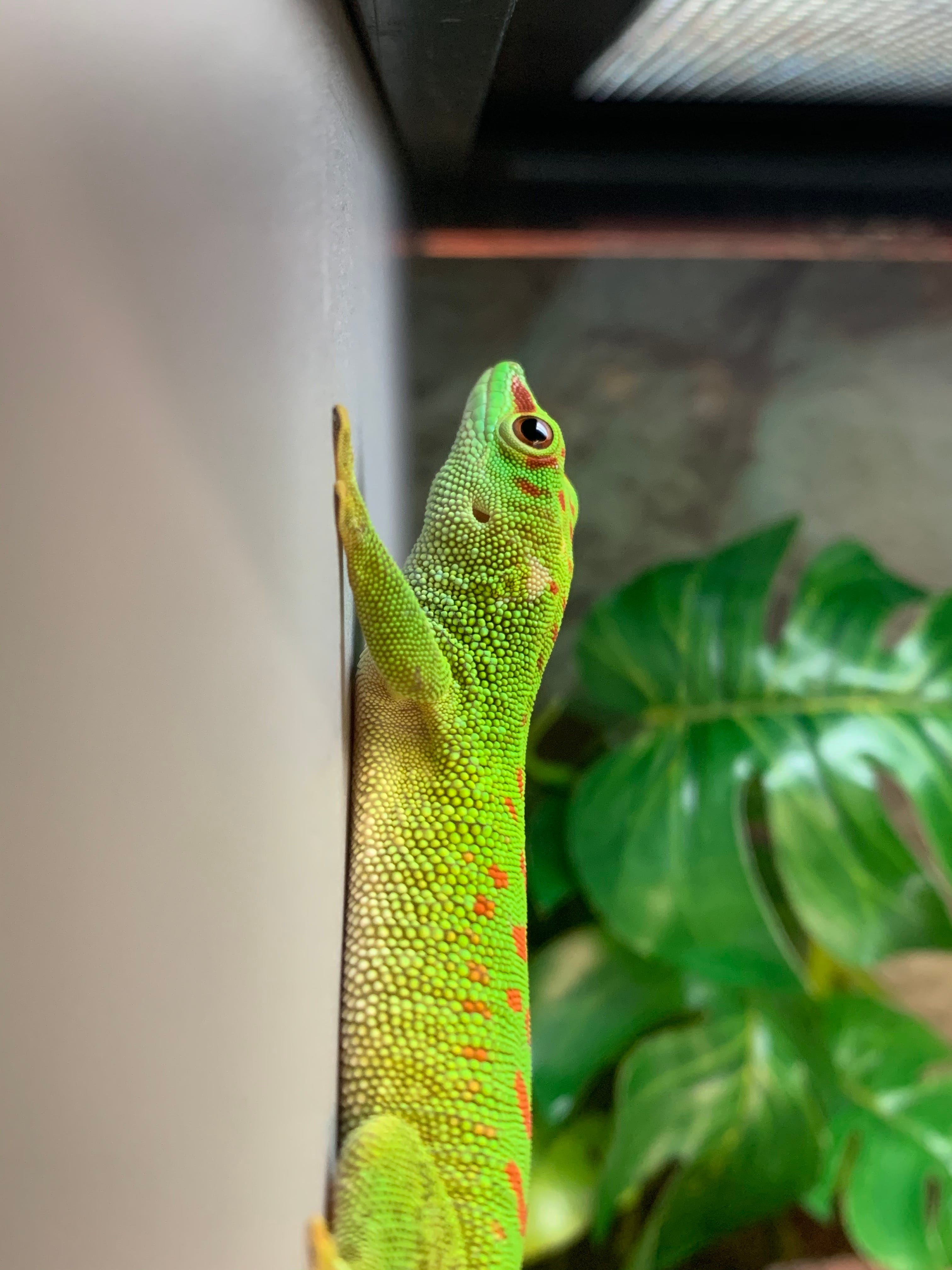 craigslist exotic pets