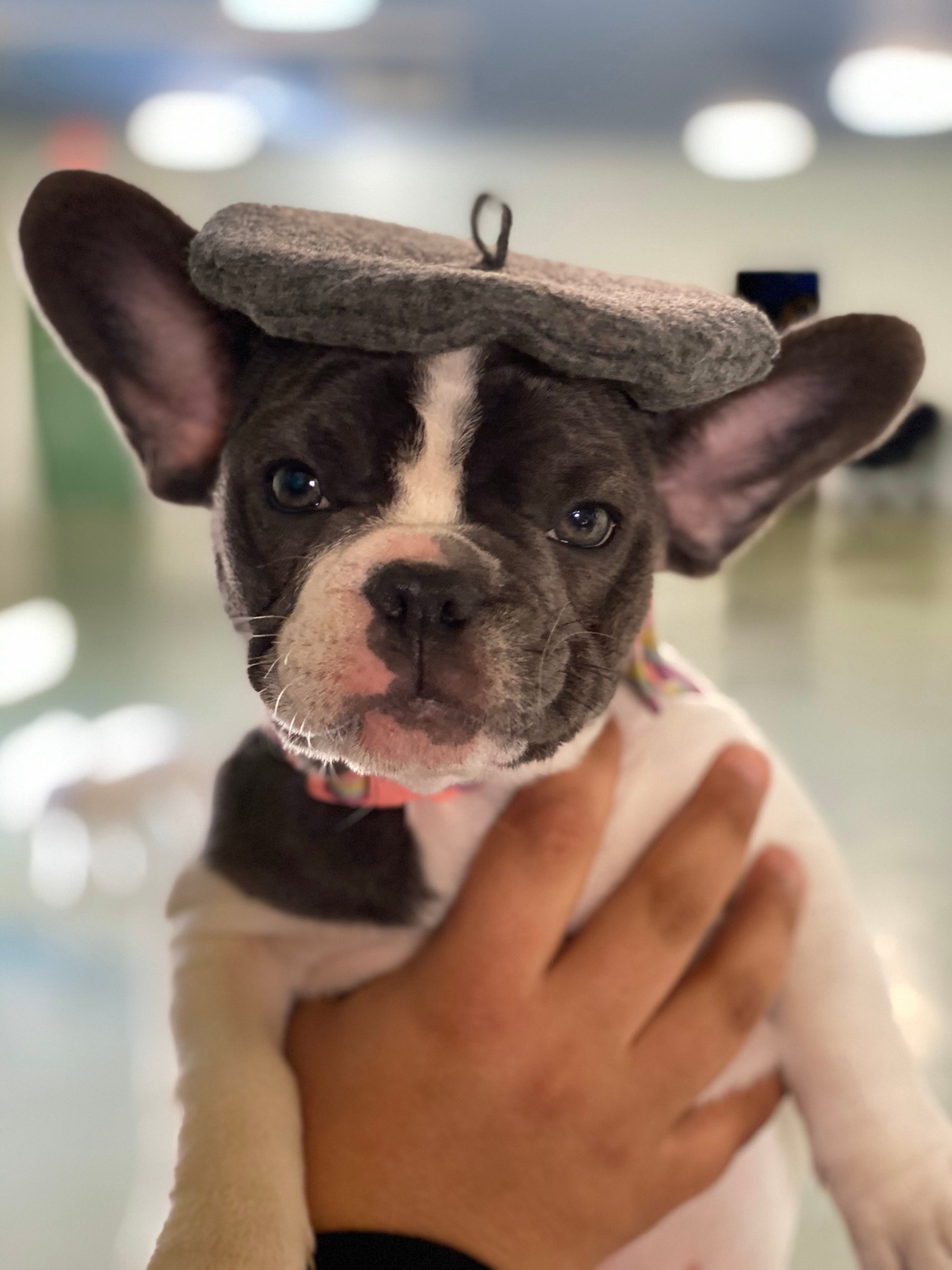french bulldog with beret