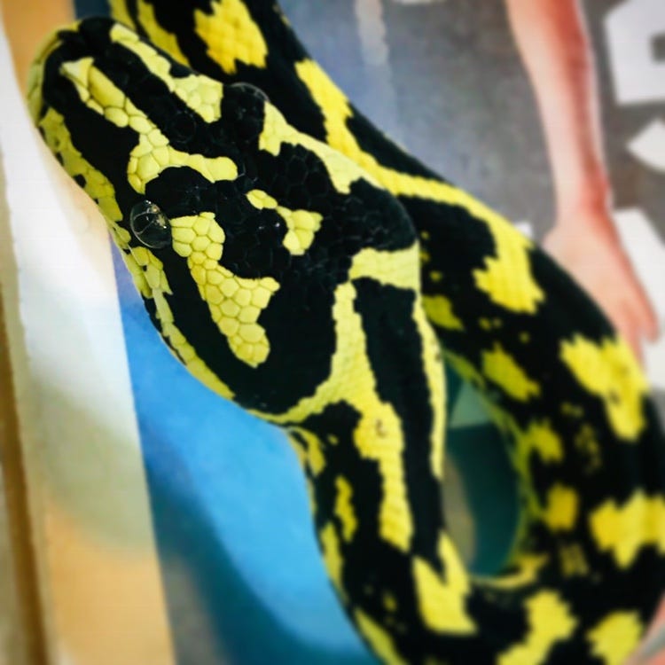 Husbandry Of The Jungle Carpet Python In Captivity Scott Borden