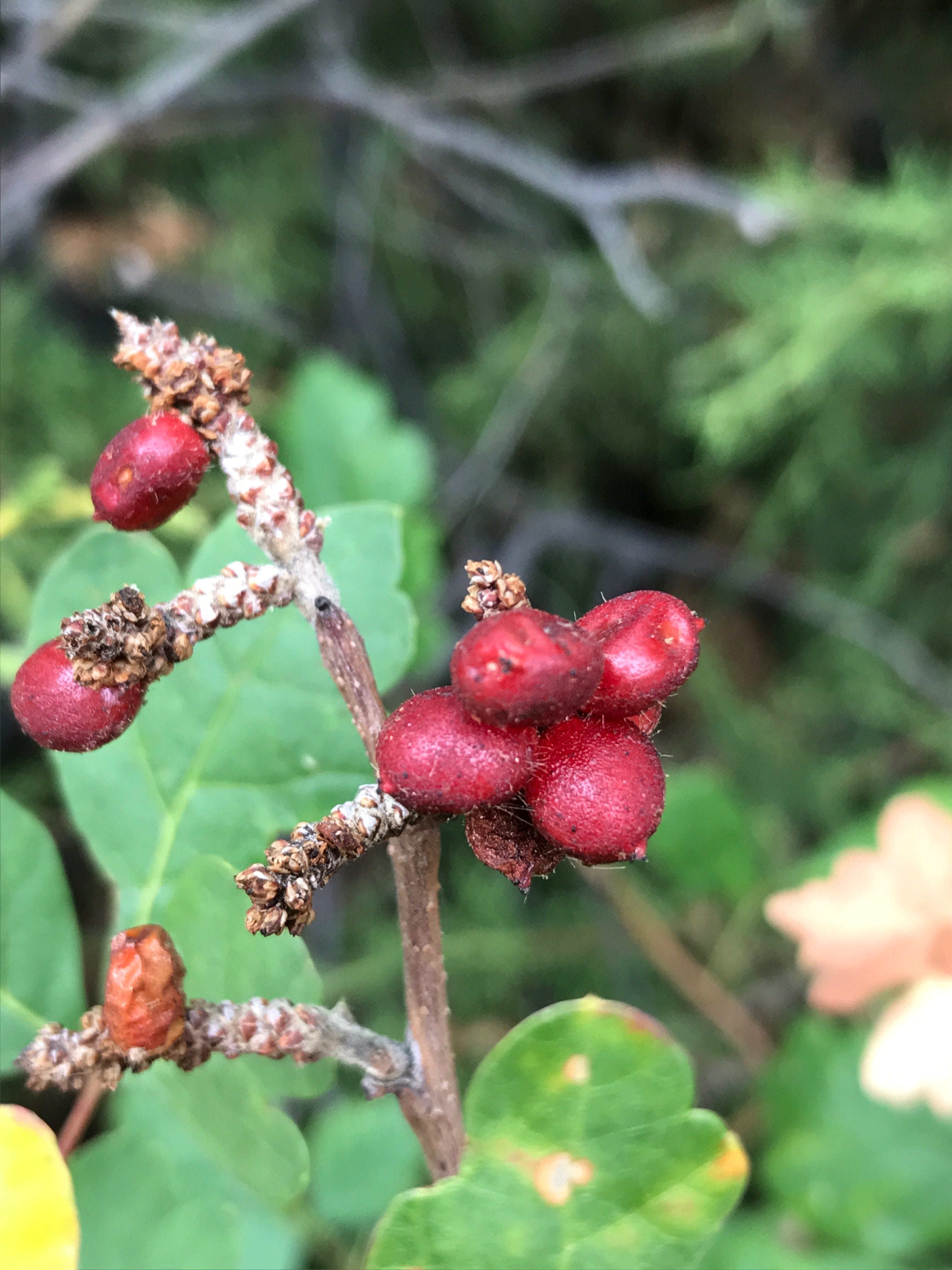 Two Edible and DroughtTolerant Sumacs for Food, Medicine, and… Male