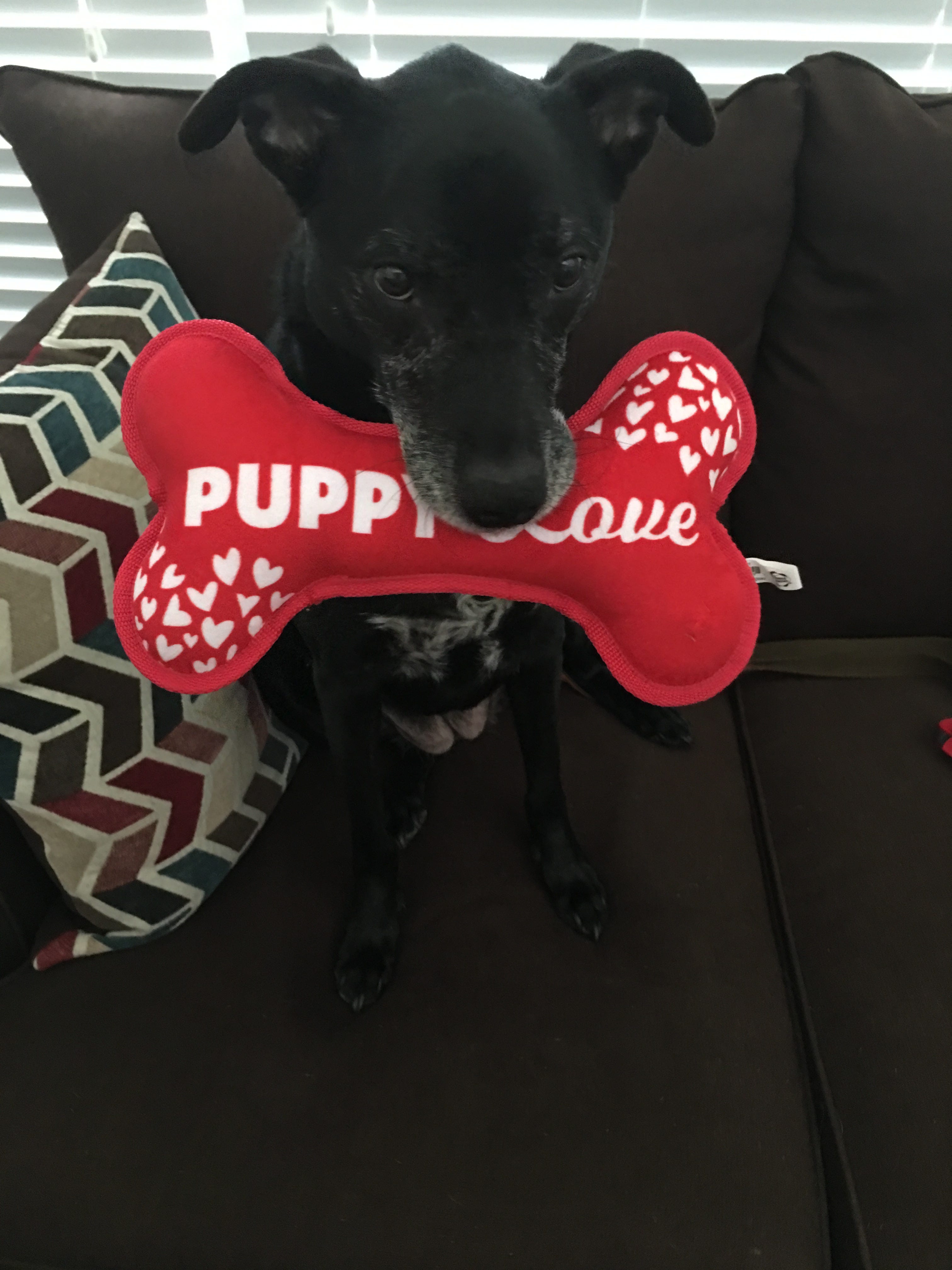 when a dog turns 1 how old in dog years