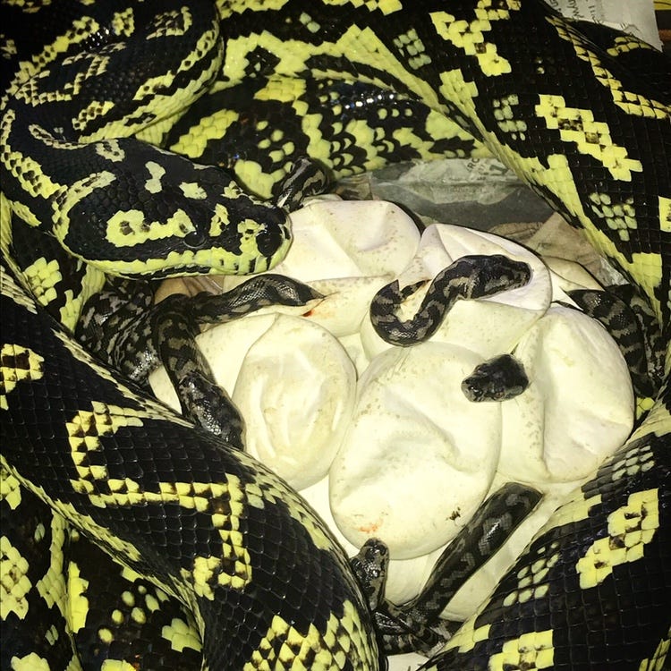 Husbandry of the Jungle Carpet Python in Captivity by Scott Borden