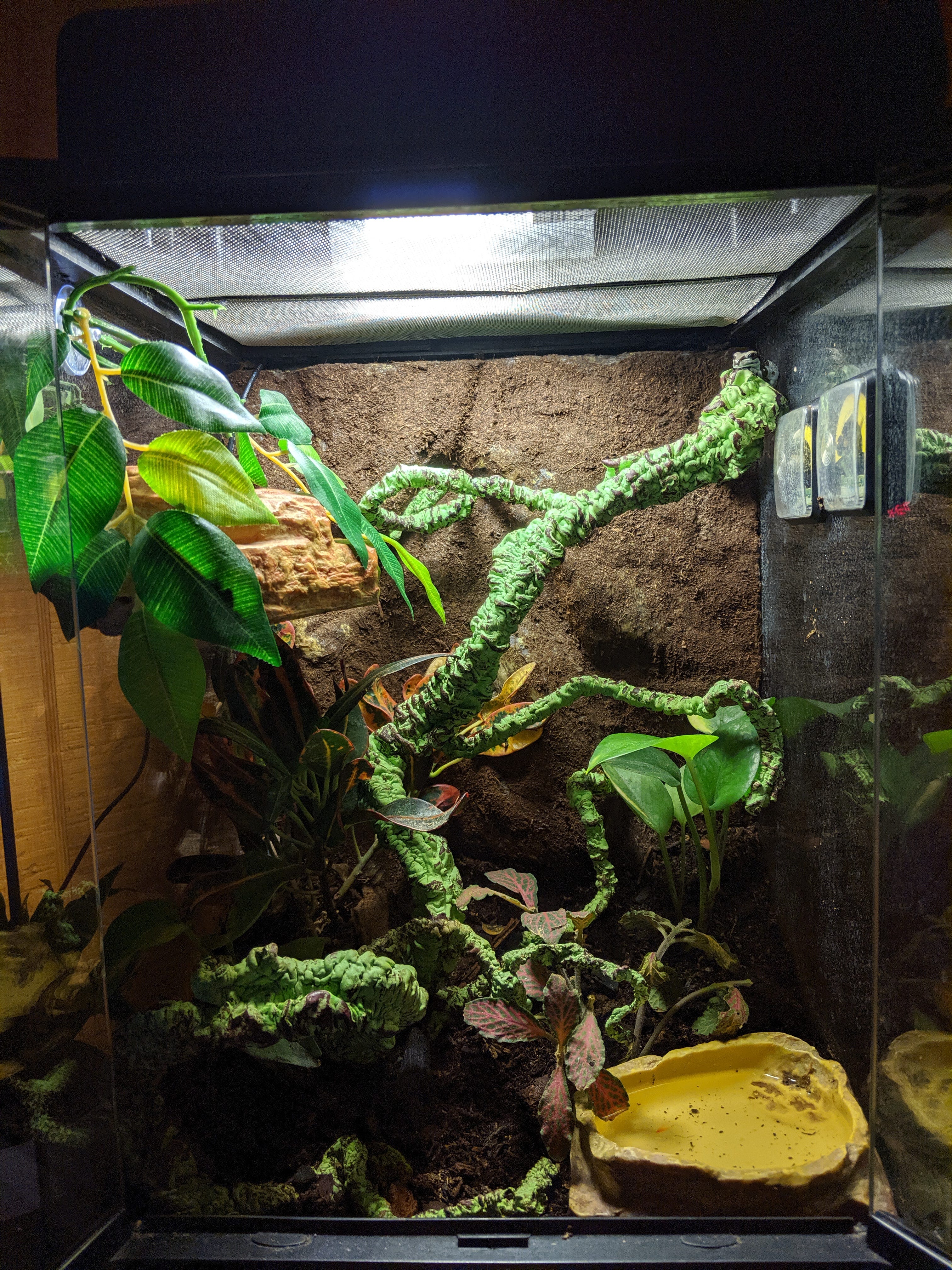 How To Successfully Keep A Pet Tree Frog by Kelly Lyell