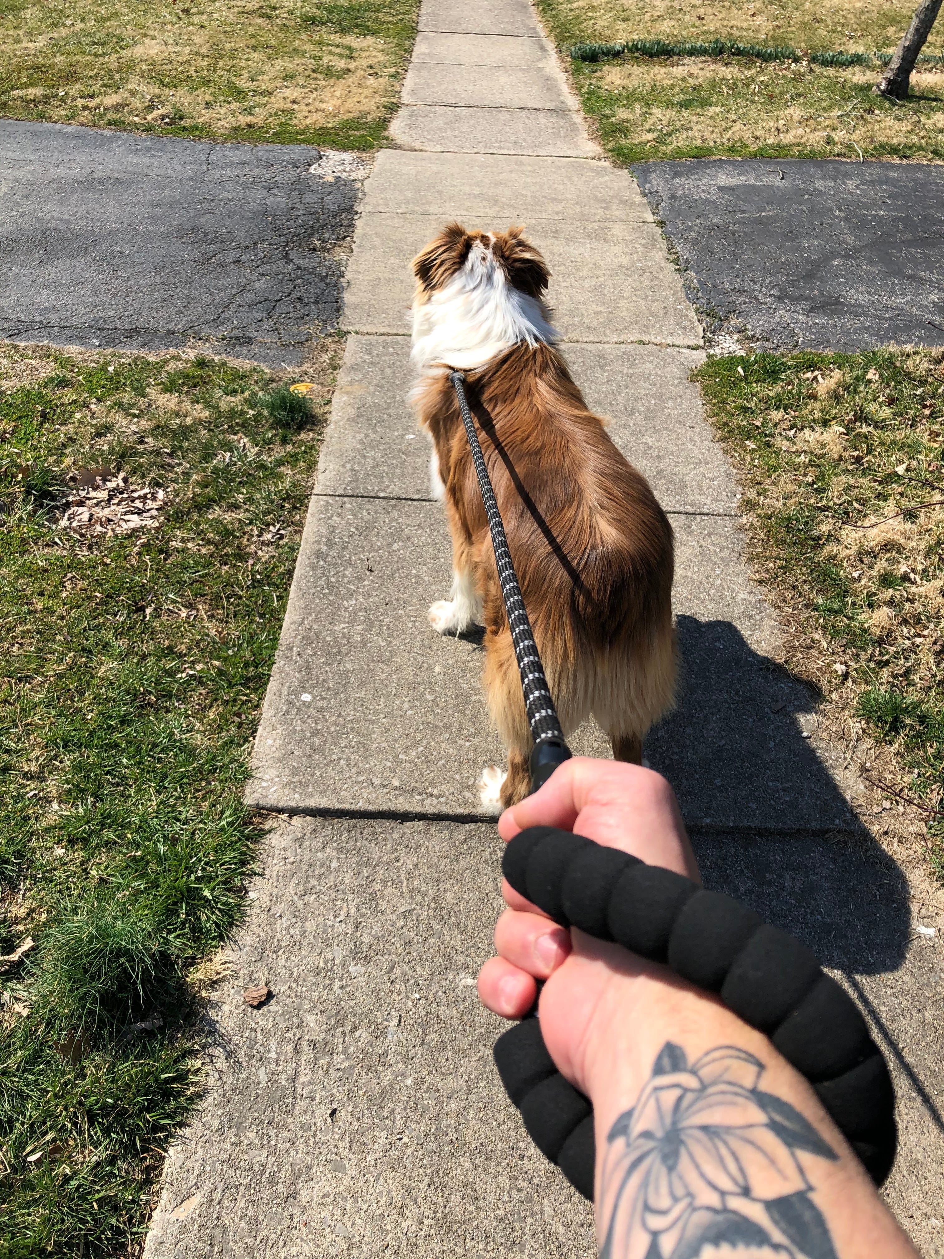 Dog Walking Rhetorics When I Got This Dog I Knew I Would By J Rice Medium
