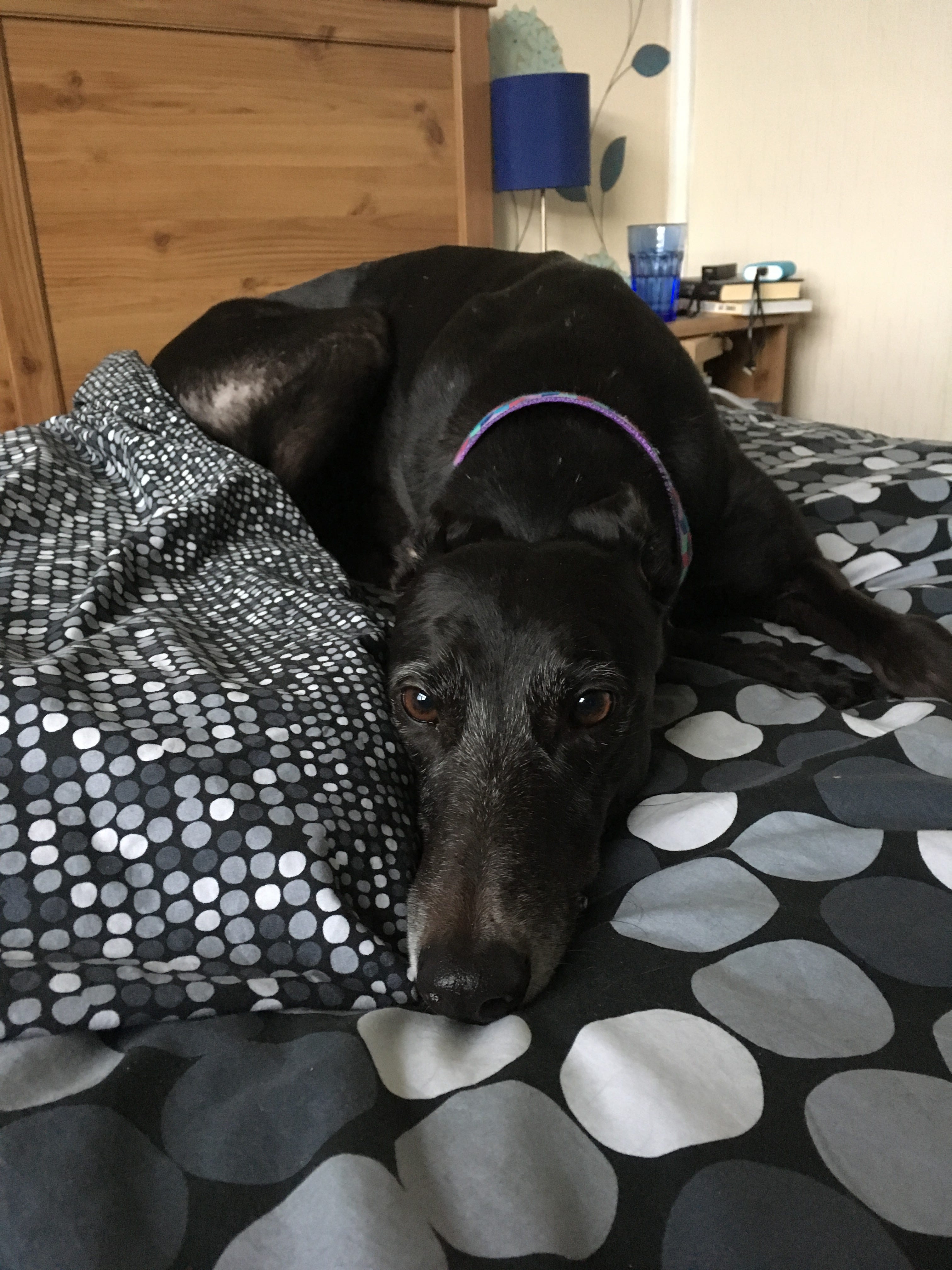 My Dog Change Sleeping Place at Donald McArthur blog