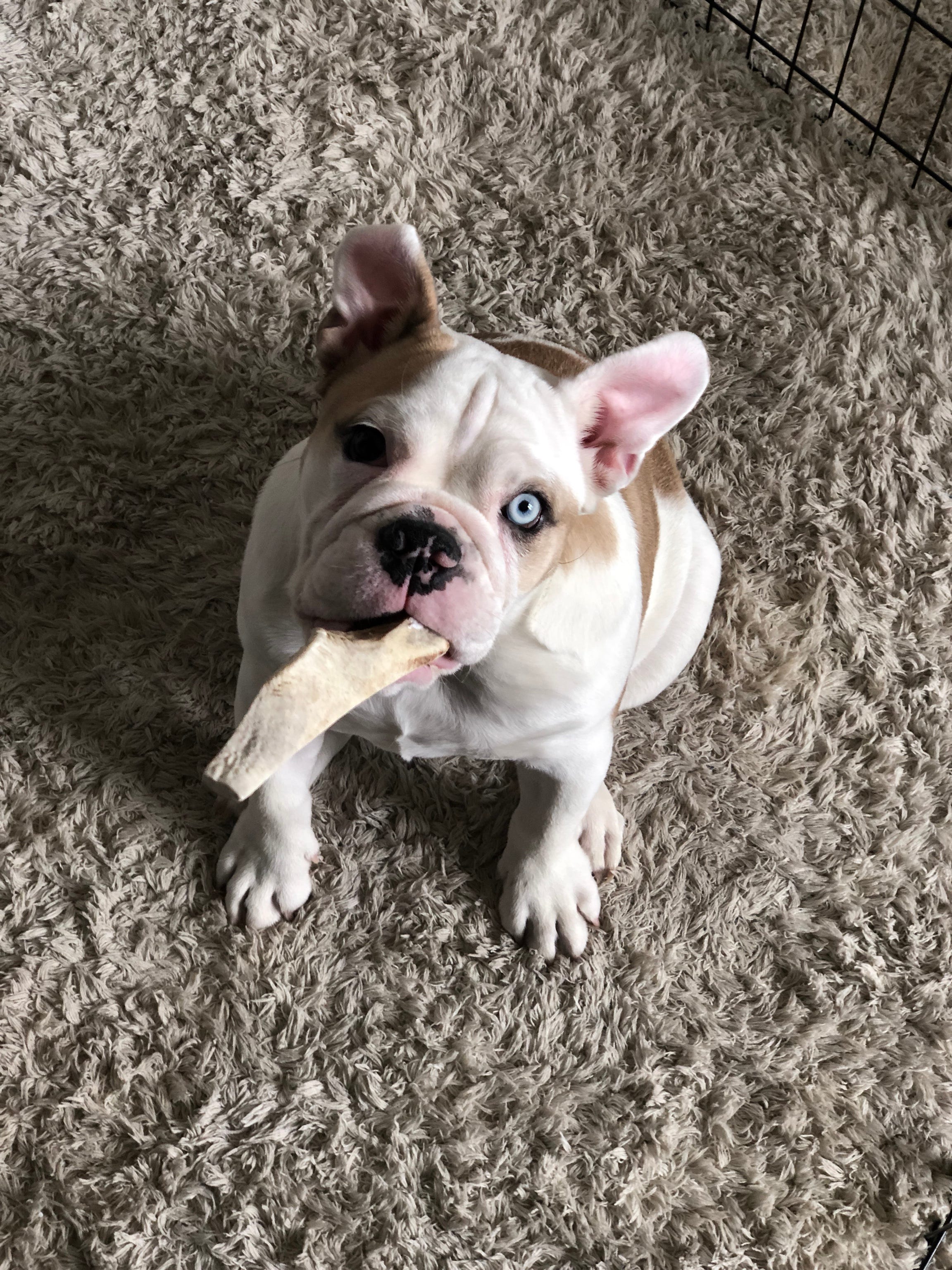 free english bulldogs on craigslist