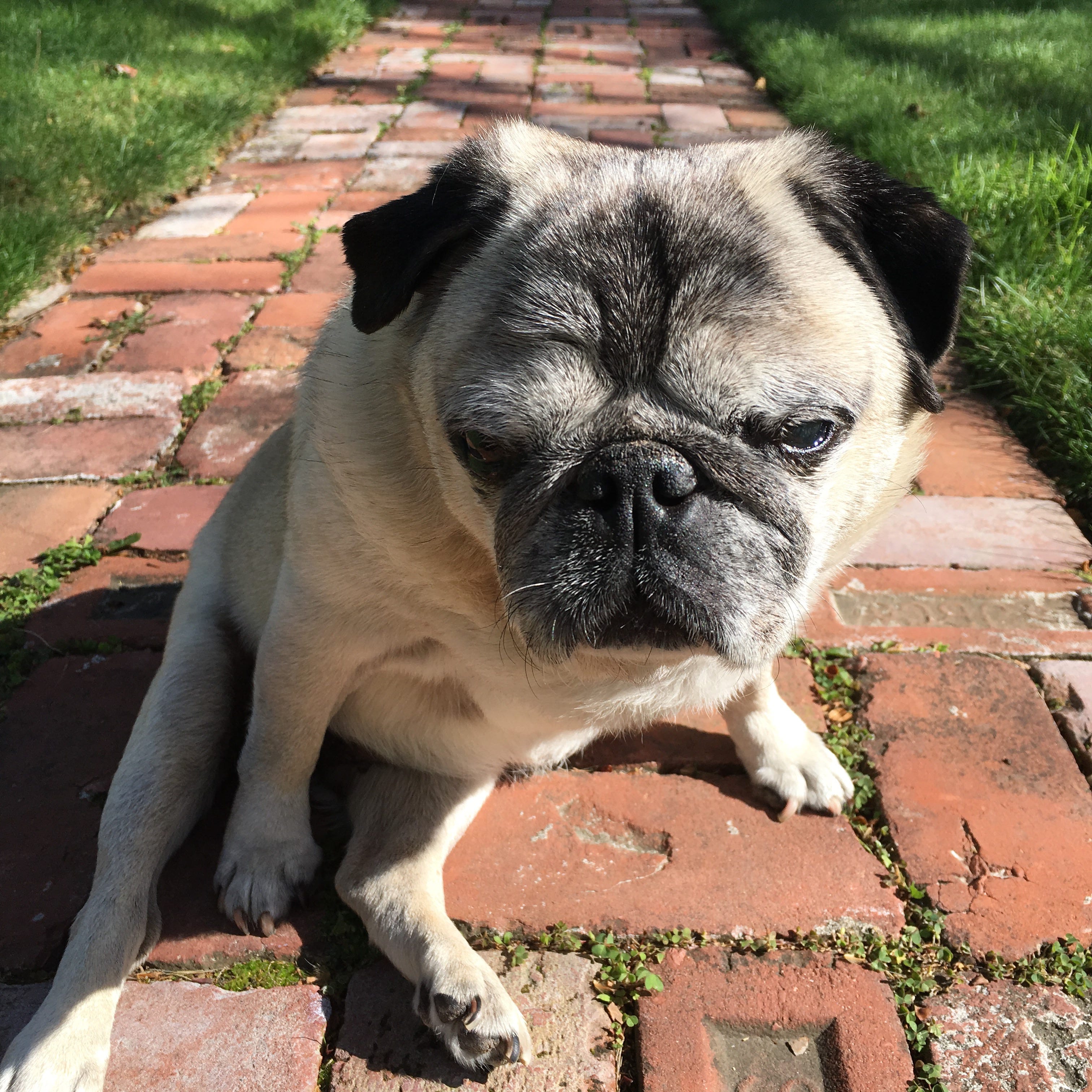 pug puppy breathing heavy