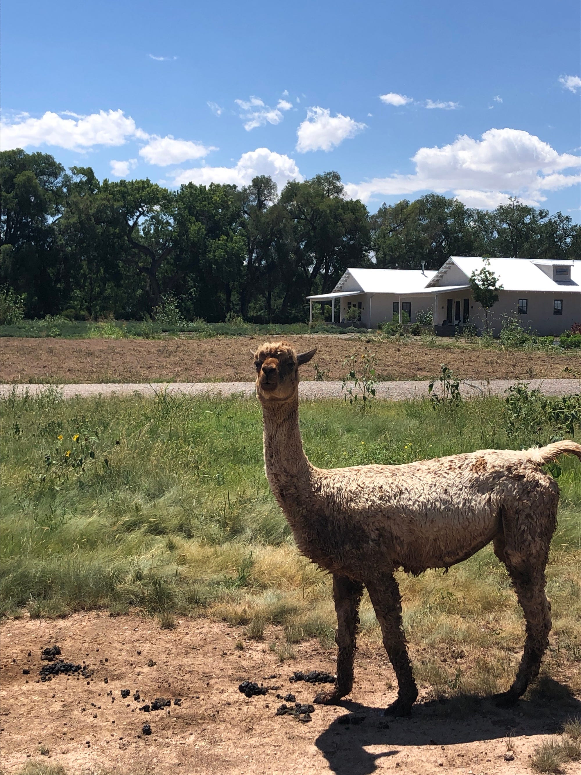 Adventures With Nala August 2019 By James Veraldi Medium