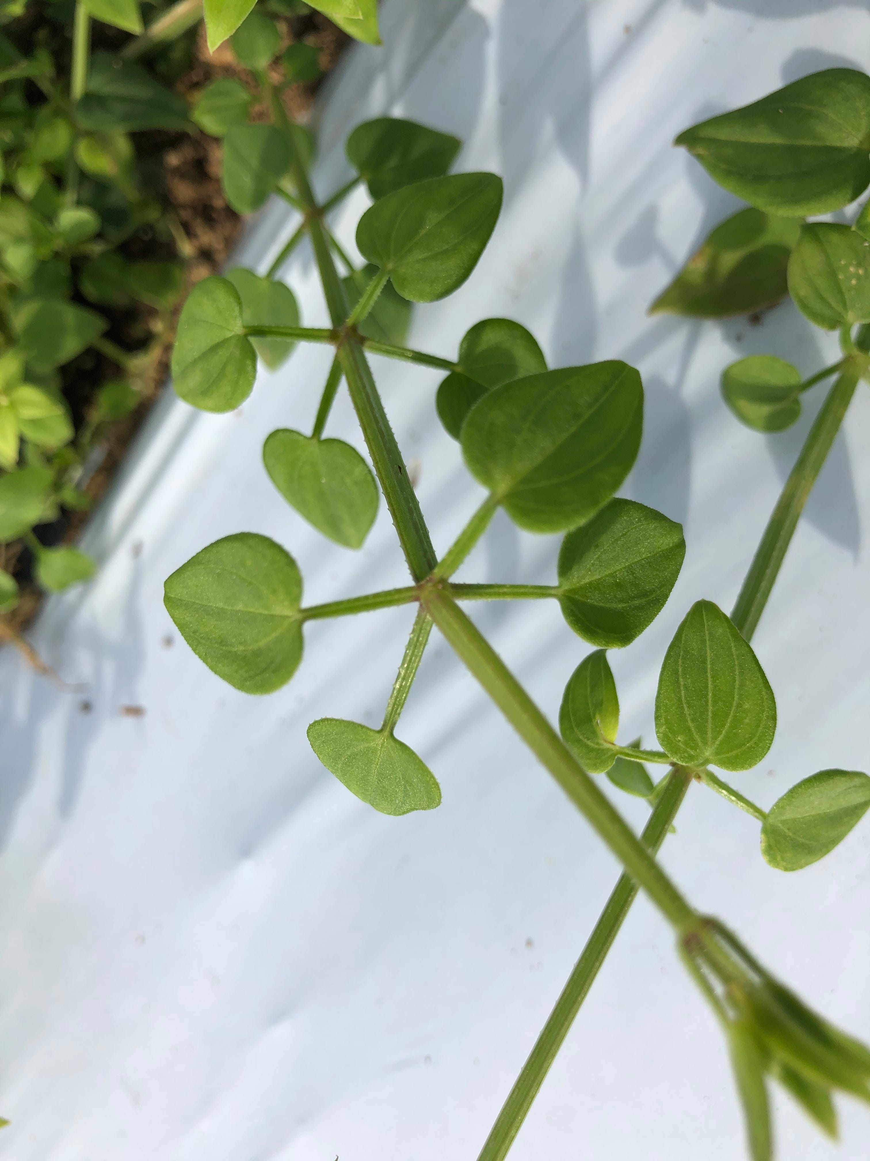 新しいコレクション 茜 植物 育て方 虹