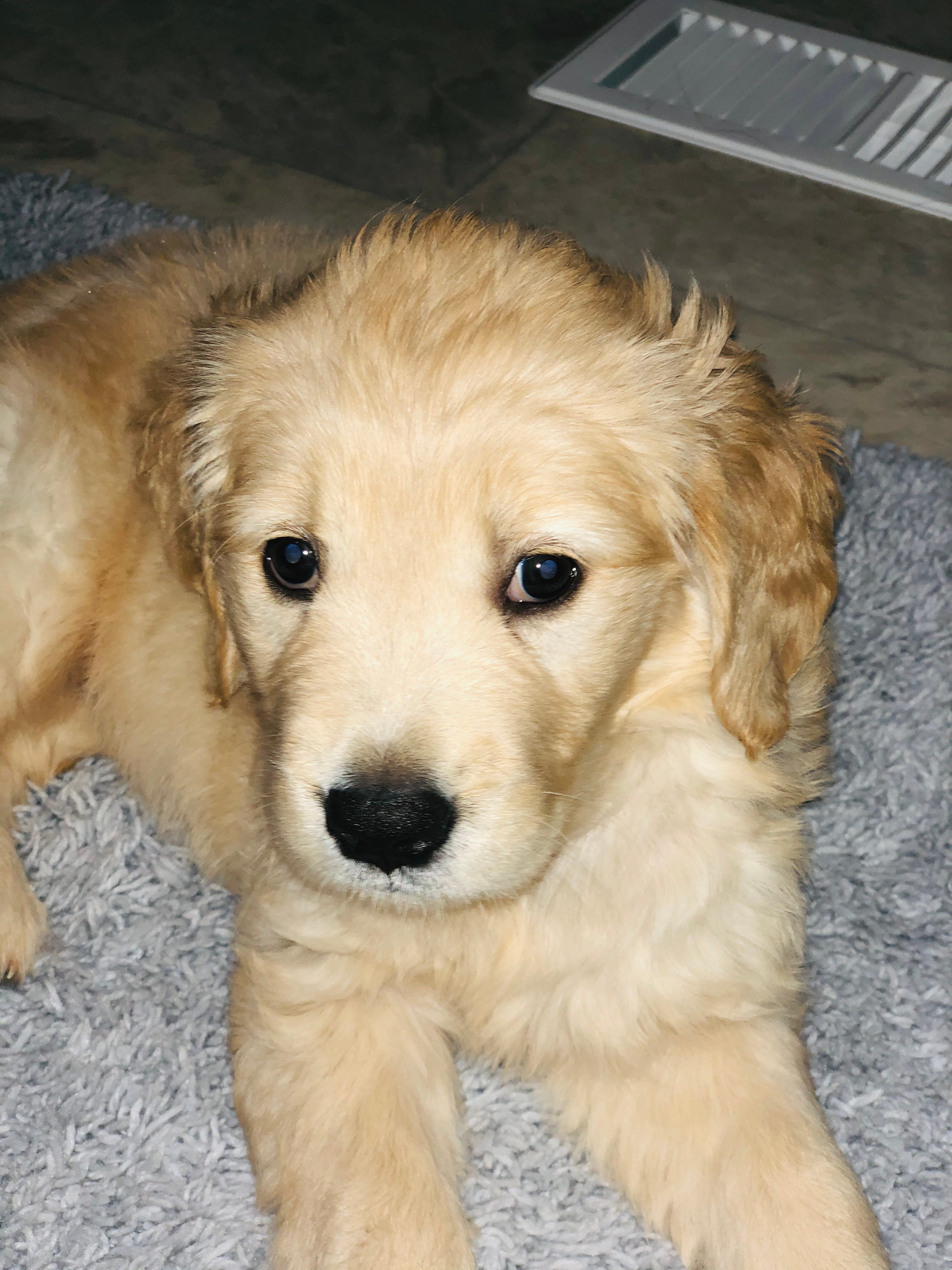 dog sleeping in bed dominance