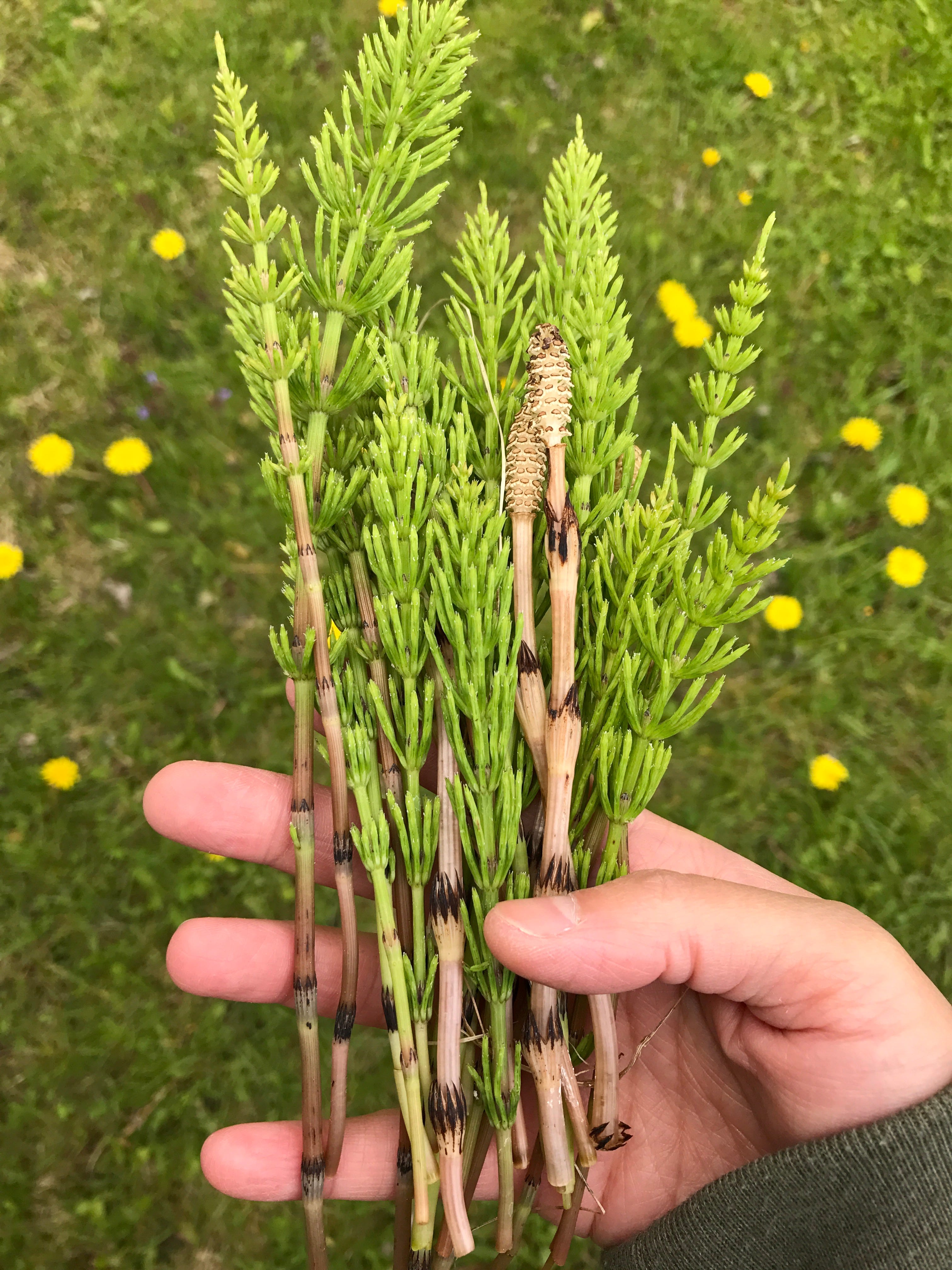 horsetail-the-wild-edible-the-medicinal-plant-that-dates-back-by